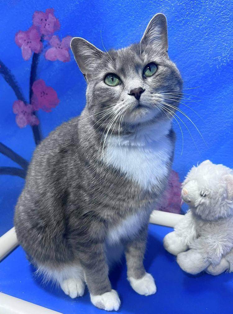 McGriddle, Adoptable, Adult Female Domestic Short Hair.