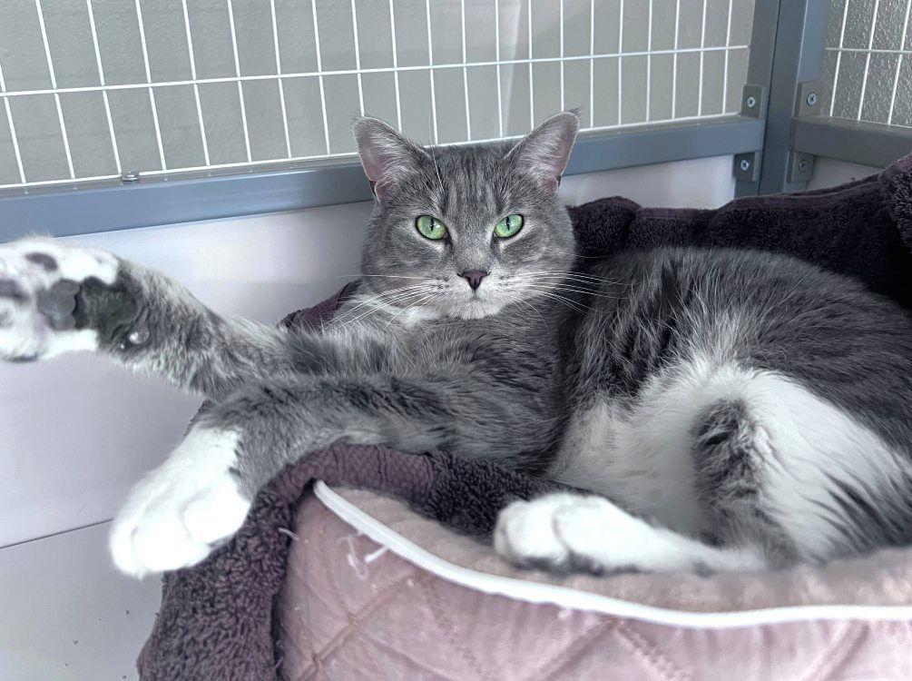 McGriddle, a Adoptable Domestic Short Hair in Colorado Springs, CO image 2/3