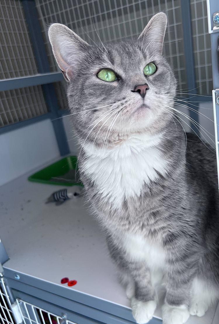 McGriddle, a Adoptable Domestic Short Hair in Colorado Springs, CO image 3/3