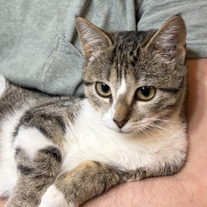LuluBelle, Adoptable, Kitten Female Domestic Short Hair.