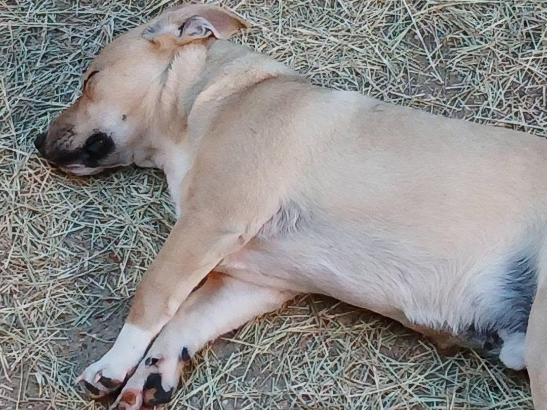Enlarge Zachariahs Terrific, a Adoptable mixed breed in Woburn, MA image 5/5