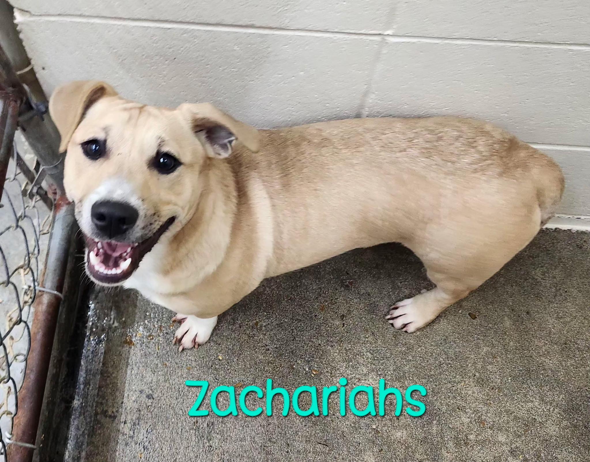 Enlarge Zachariahs Terrific, a Adoptable mixed breed in Woburn, MA image 2/5