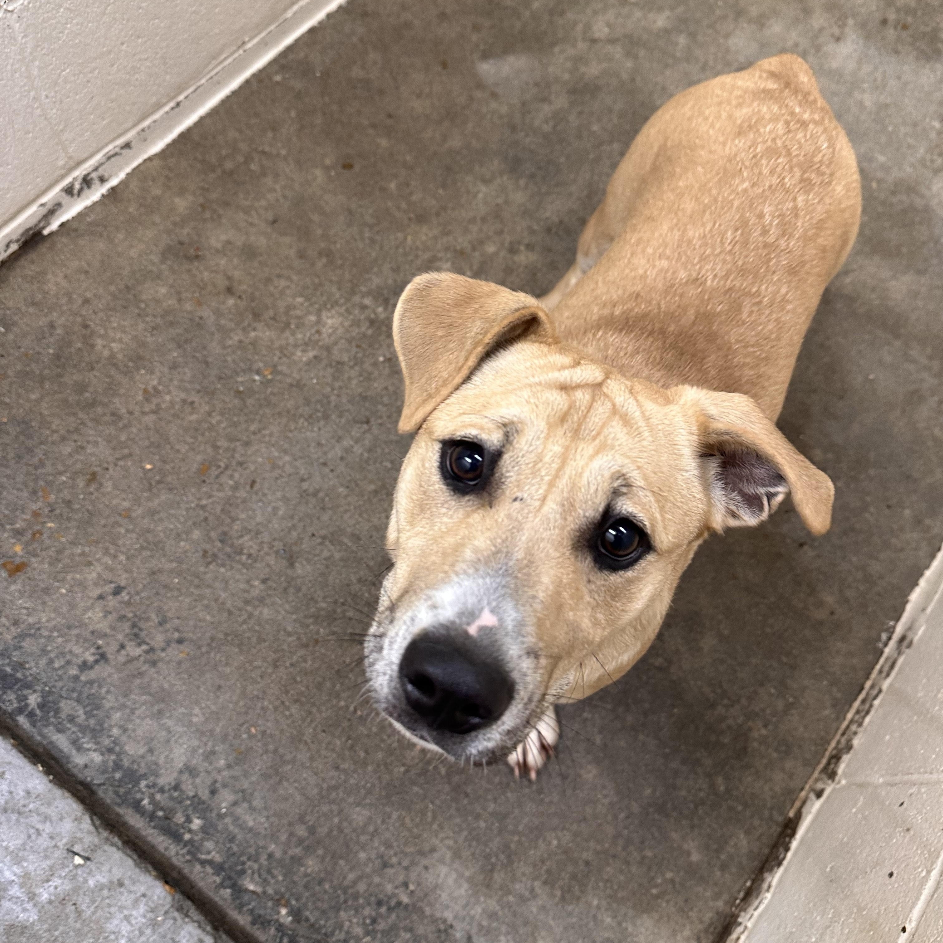 Enlarge Zachariahs Terrific, a Adoptable mixed breed in Woburn, MA image 3/5