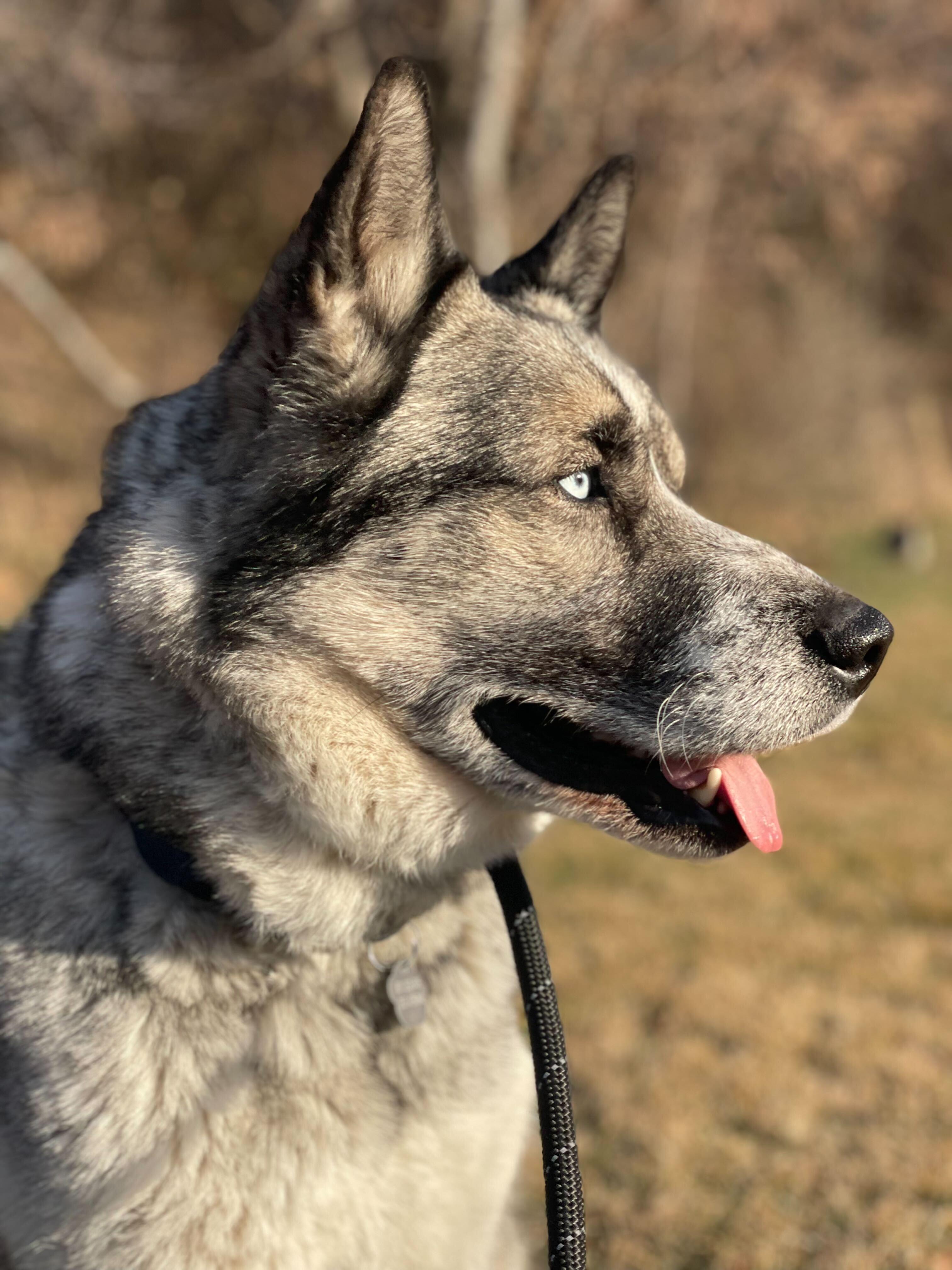 Enlarge Moose, a Adoptable mixed breed in Cottonwood Heights, UT image 1/6