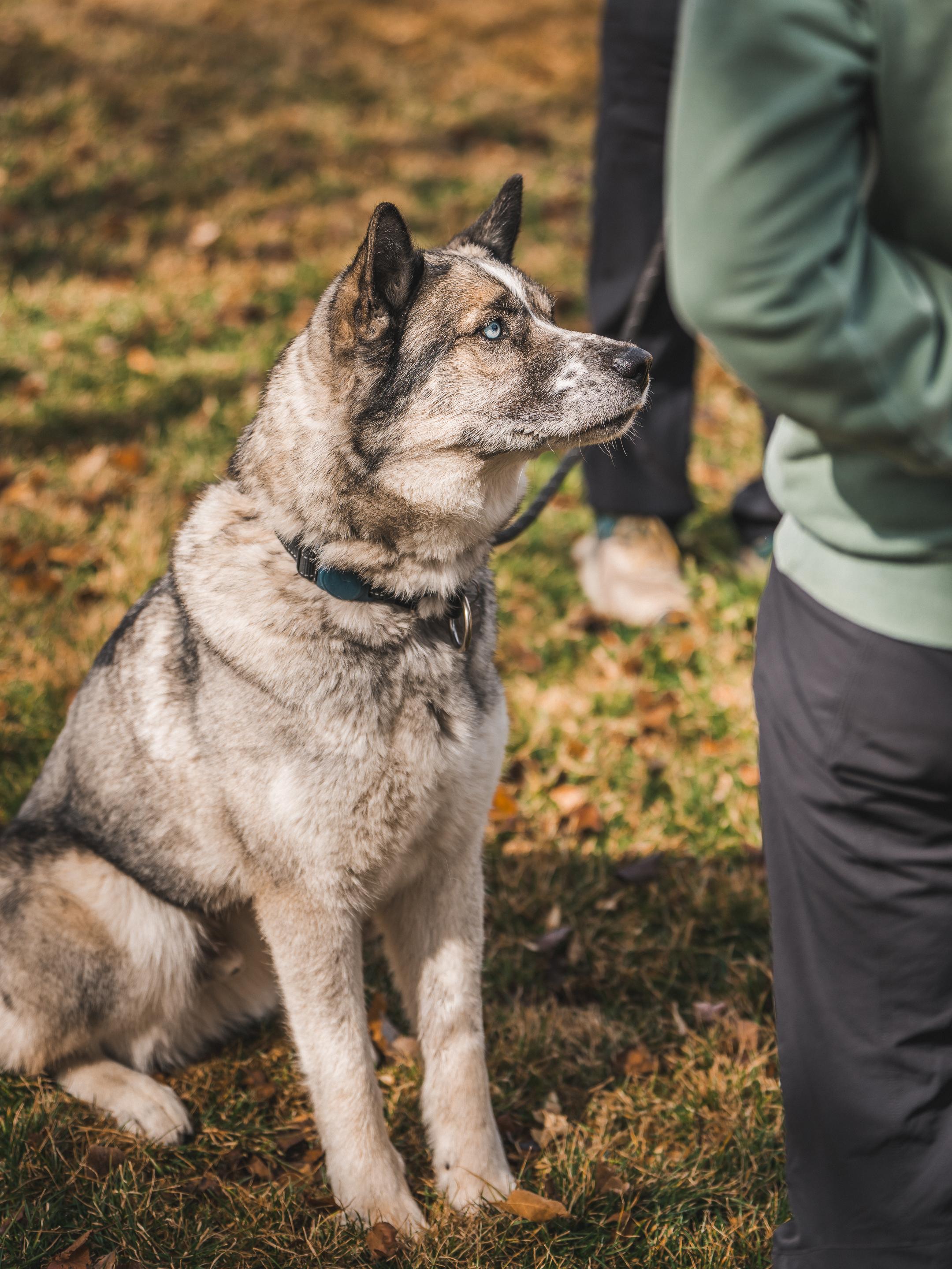 Enlarge Moose, a Adoptable mixed breed in Cottonwood Heights, UT image 2/6