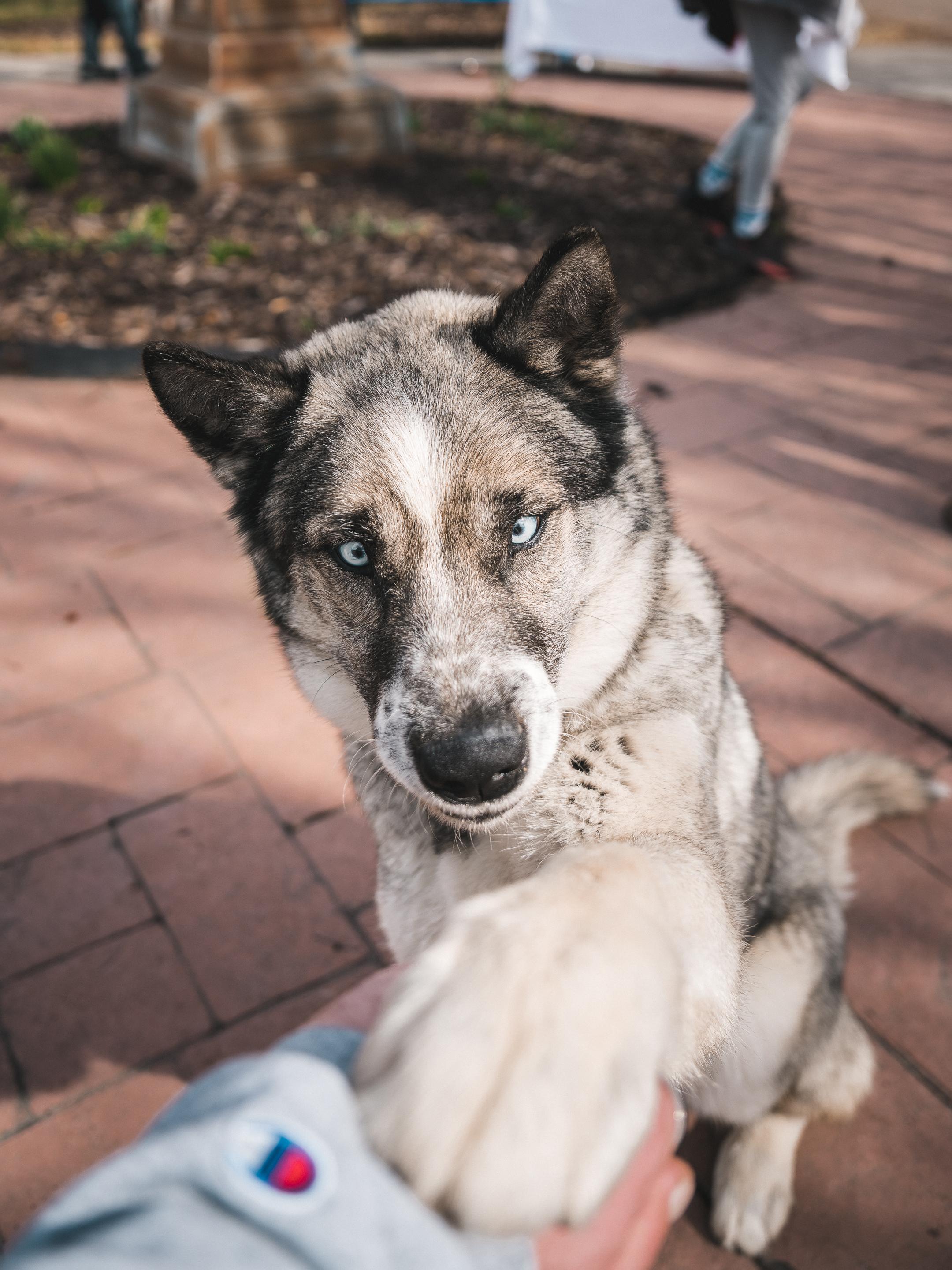 Enlarge Moose, a Adoptable mixed breed in Cottonwood Heights, UT image 3/6