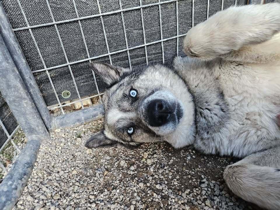 Enlarge Moose, a Adoptable mixed breed in Cottonwood Heights, UT image 2/6