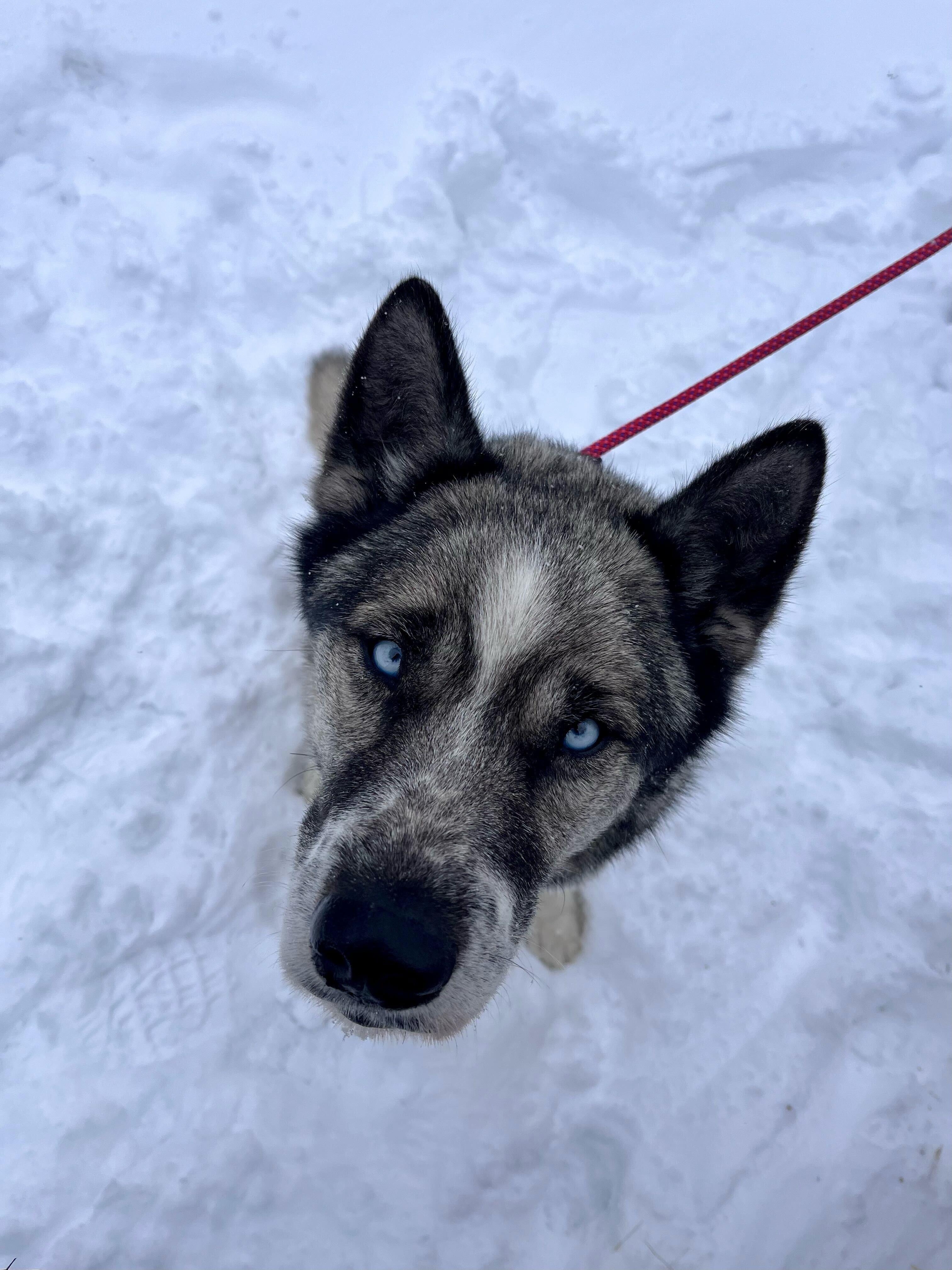 Enlarge Moose, a Adoptable mixed breed in Cottonwood Heights, UT image 1/6