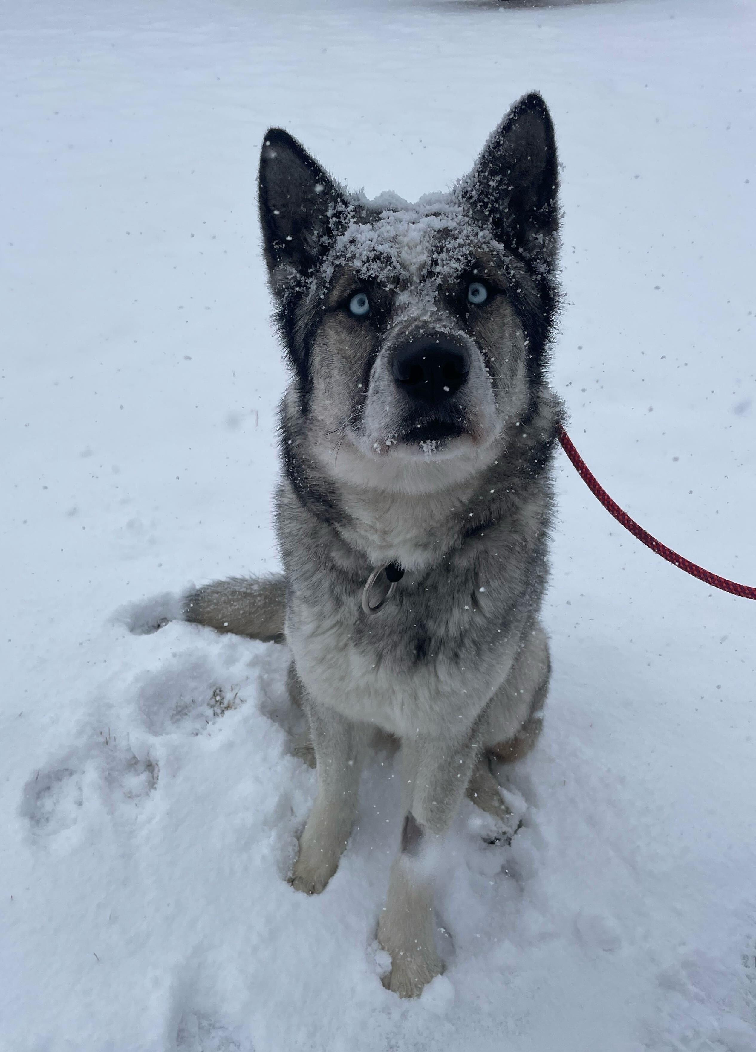 Enlarge Moose, a Adoptable mixed breed in Cottonwood Heights, UT image 2/6