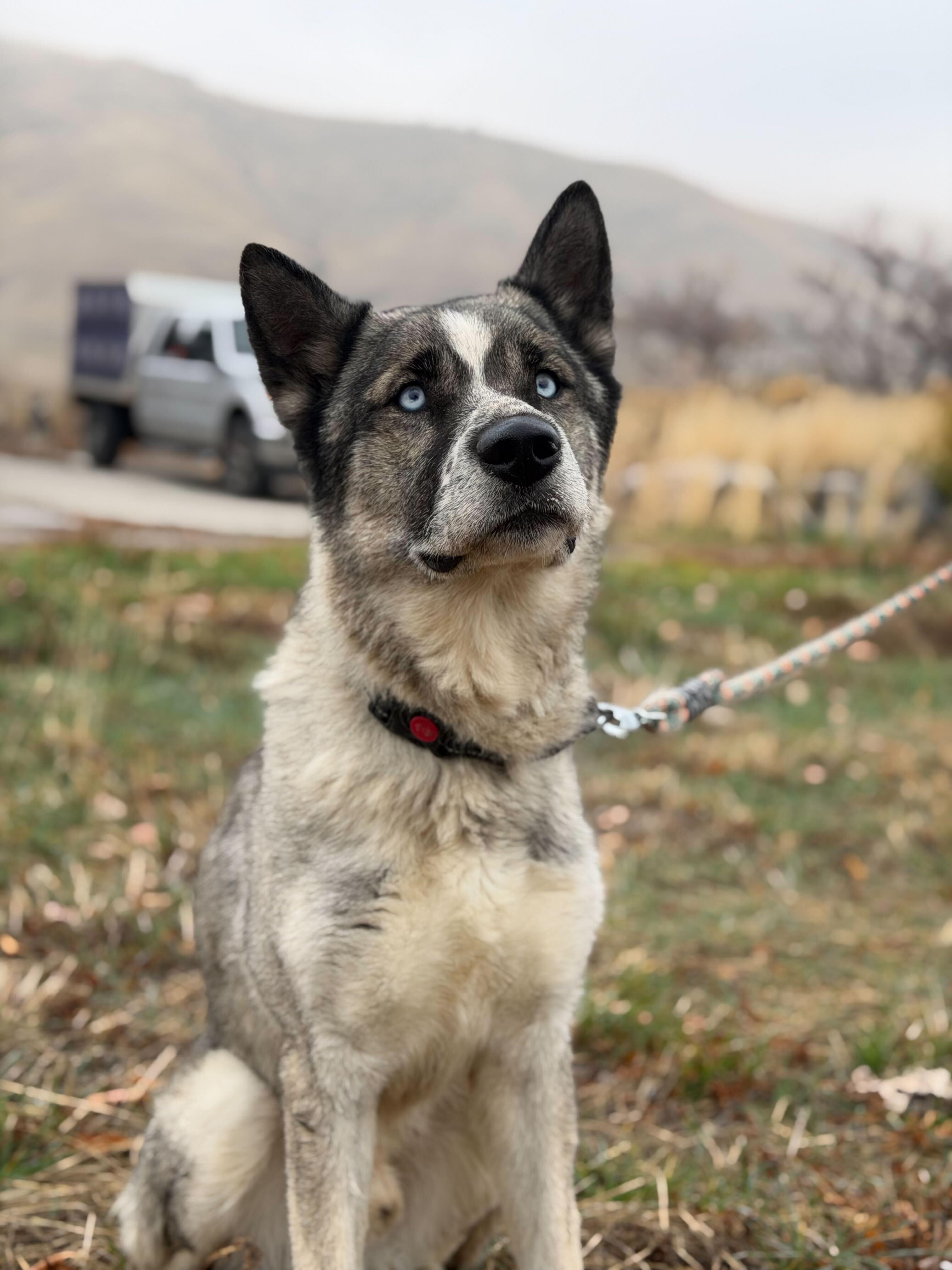 Enlarge Moose, a Adoptable mixed breed in Cottonwood Heights, UT image 3/6