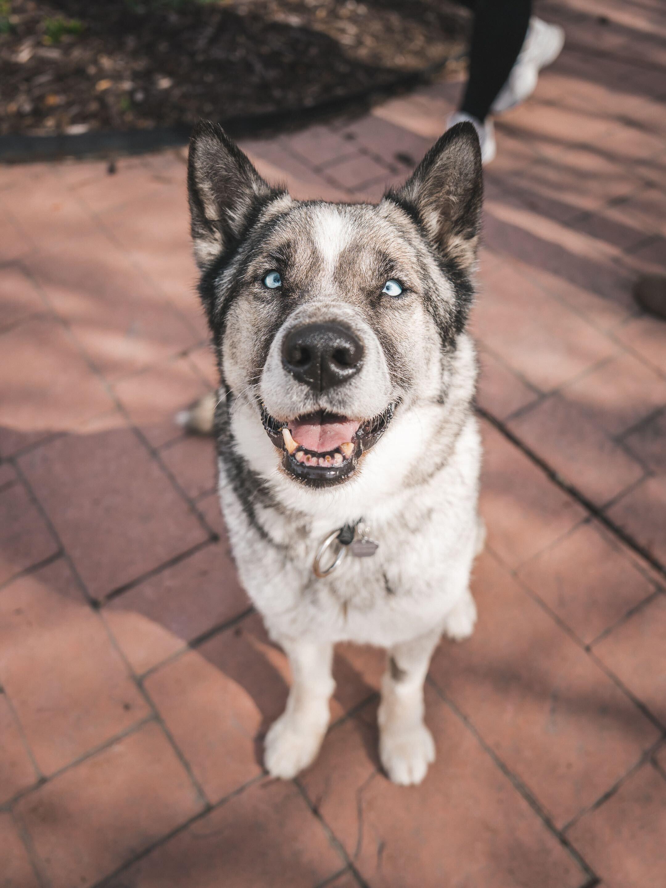 Enlarge Moose, a Adoptable mixed breed in Cottonwood Heights, UT image 4/6