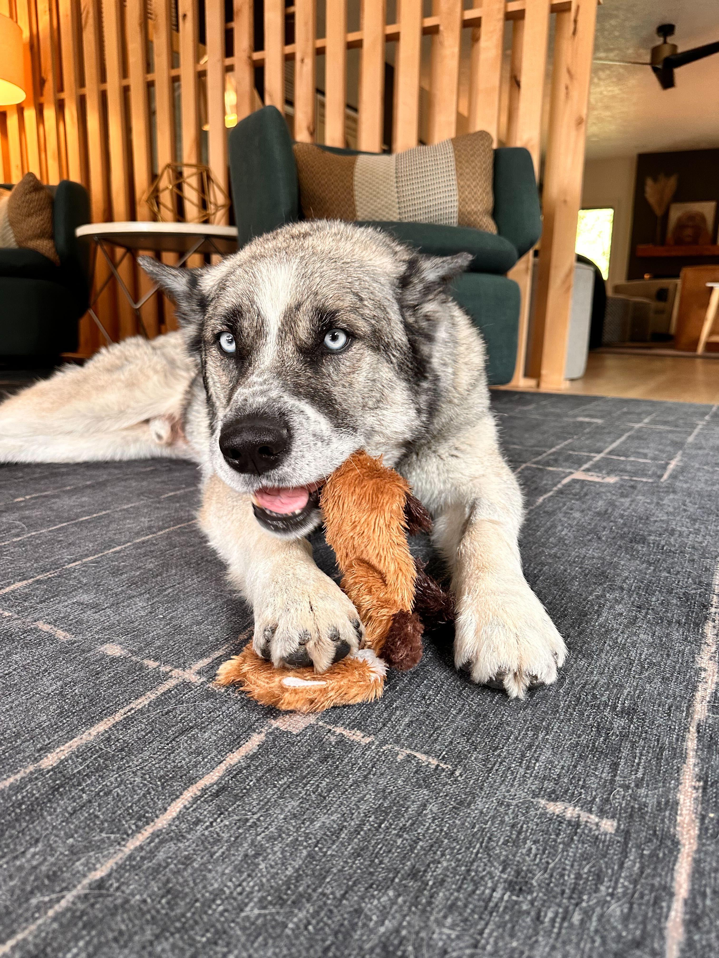Enlarge Moose, a Adoptable mixed breed in Cottonwood Heights, UT image 4/6