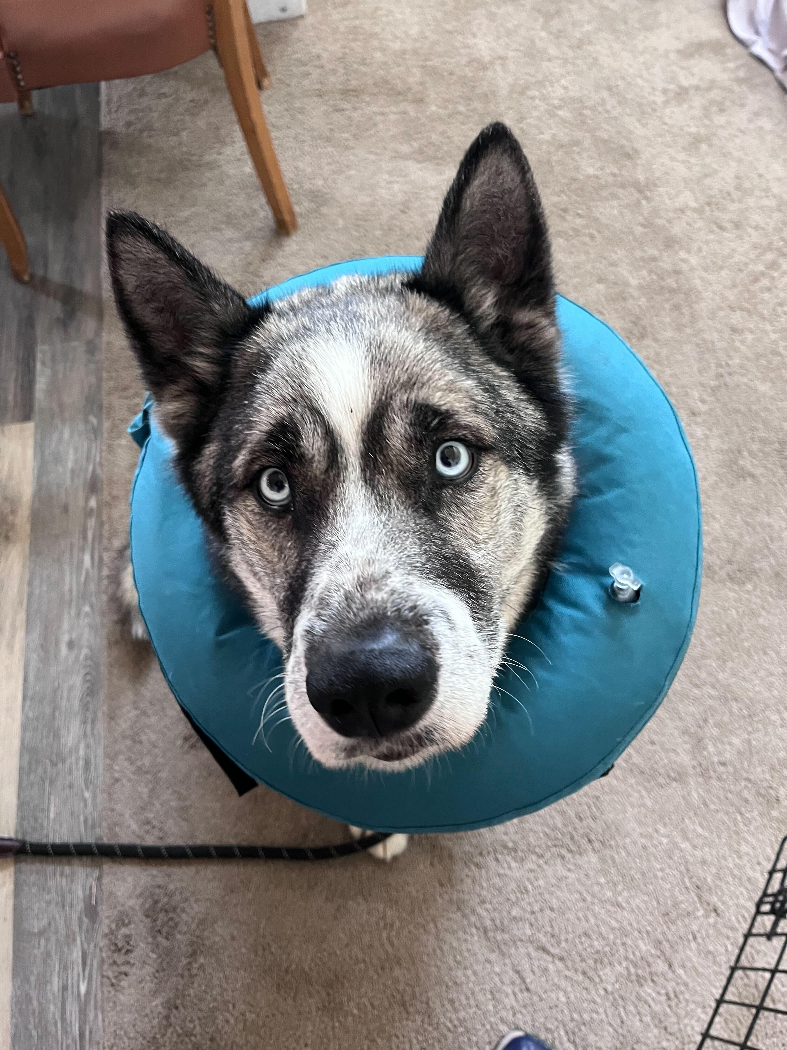 Enlarge Moose, a Adoptable mixed breed in Cottonwood Heights, UT image 4/6