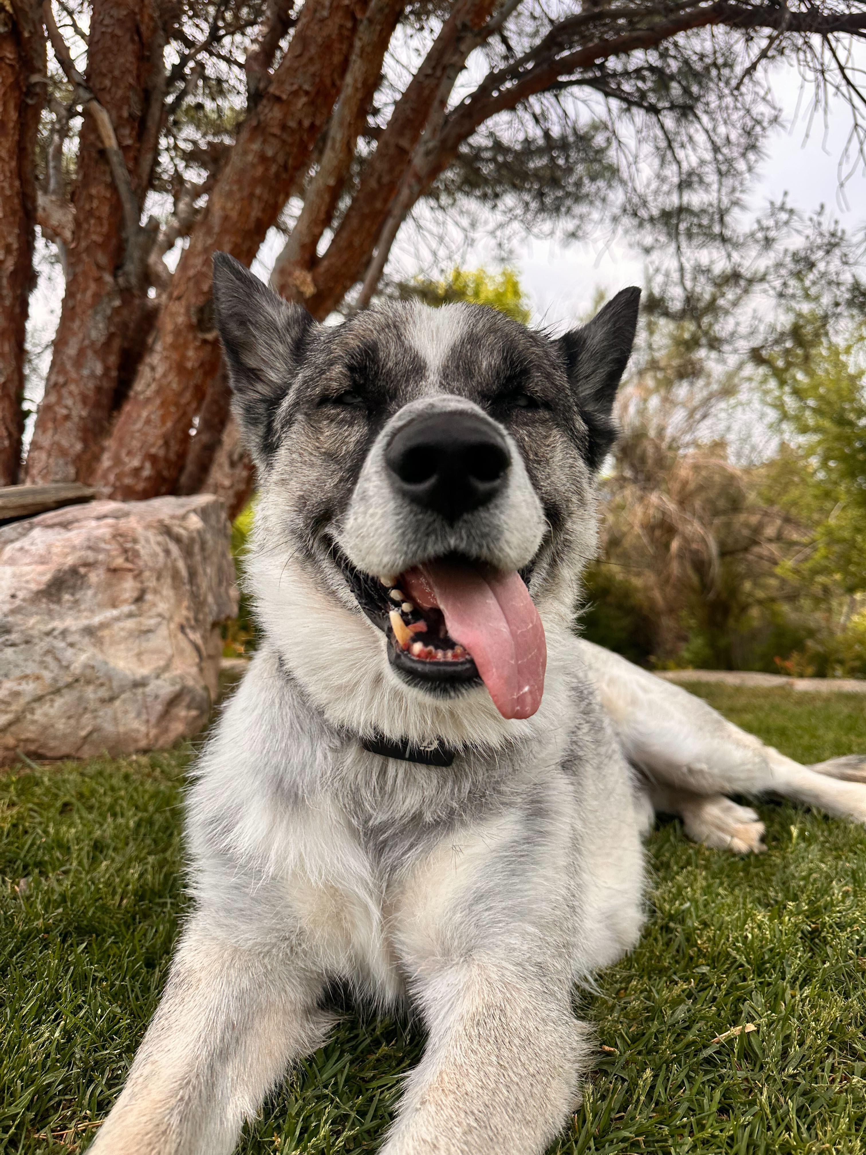 Enlarge Moose, a Adoptable mixed breed in Cottonwood Heights, UT image 4/6