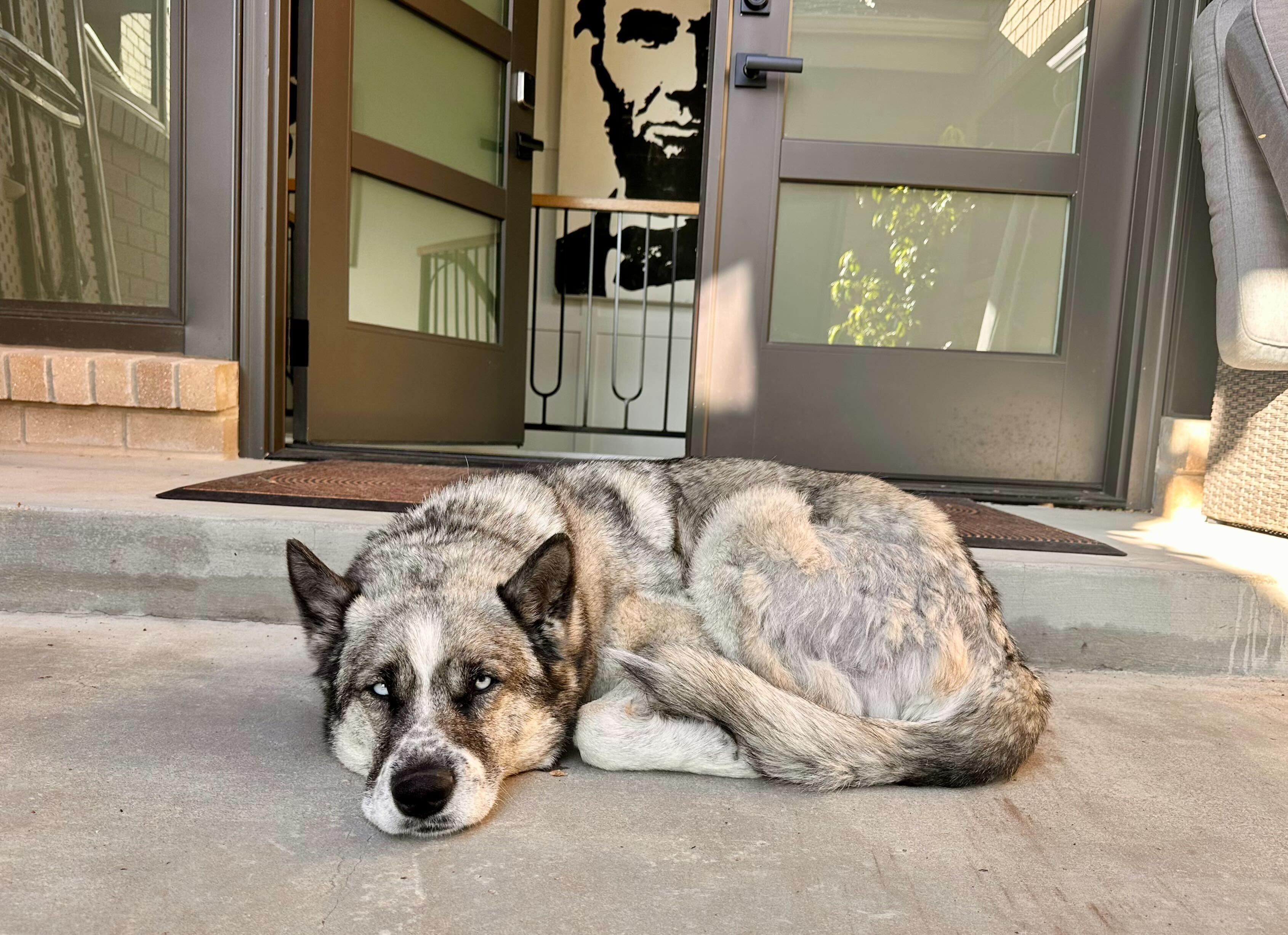 Enlarge Moose, a Adoptable mixed breed in Cottonwood Heights, UT image 5/6