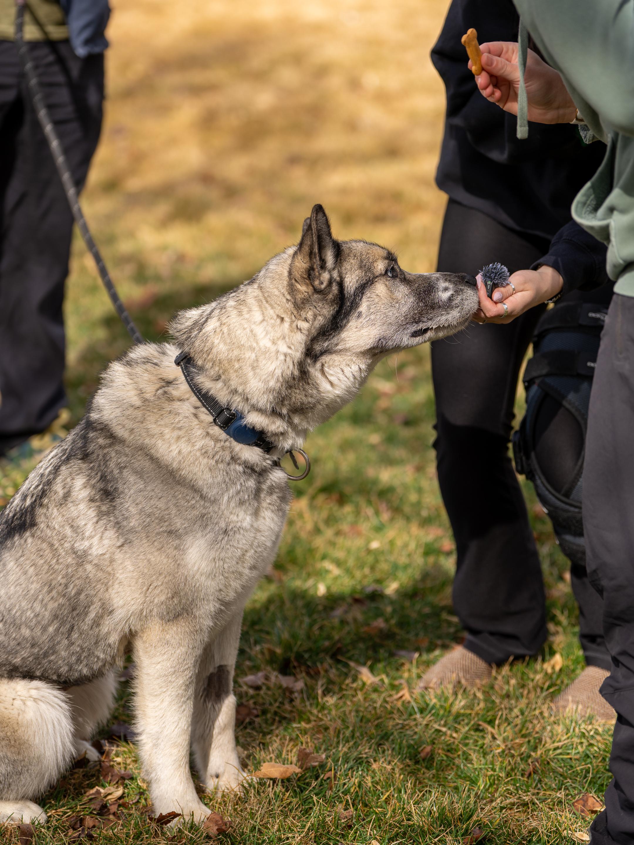 Enlarge Moose, a Adoptable mixed breed in Cottonwood Heights, UT image 6/6