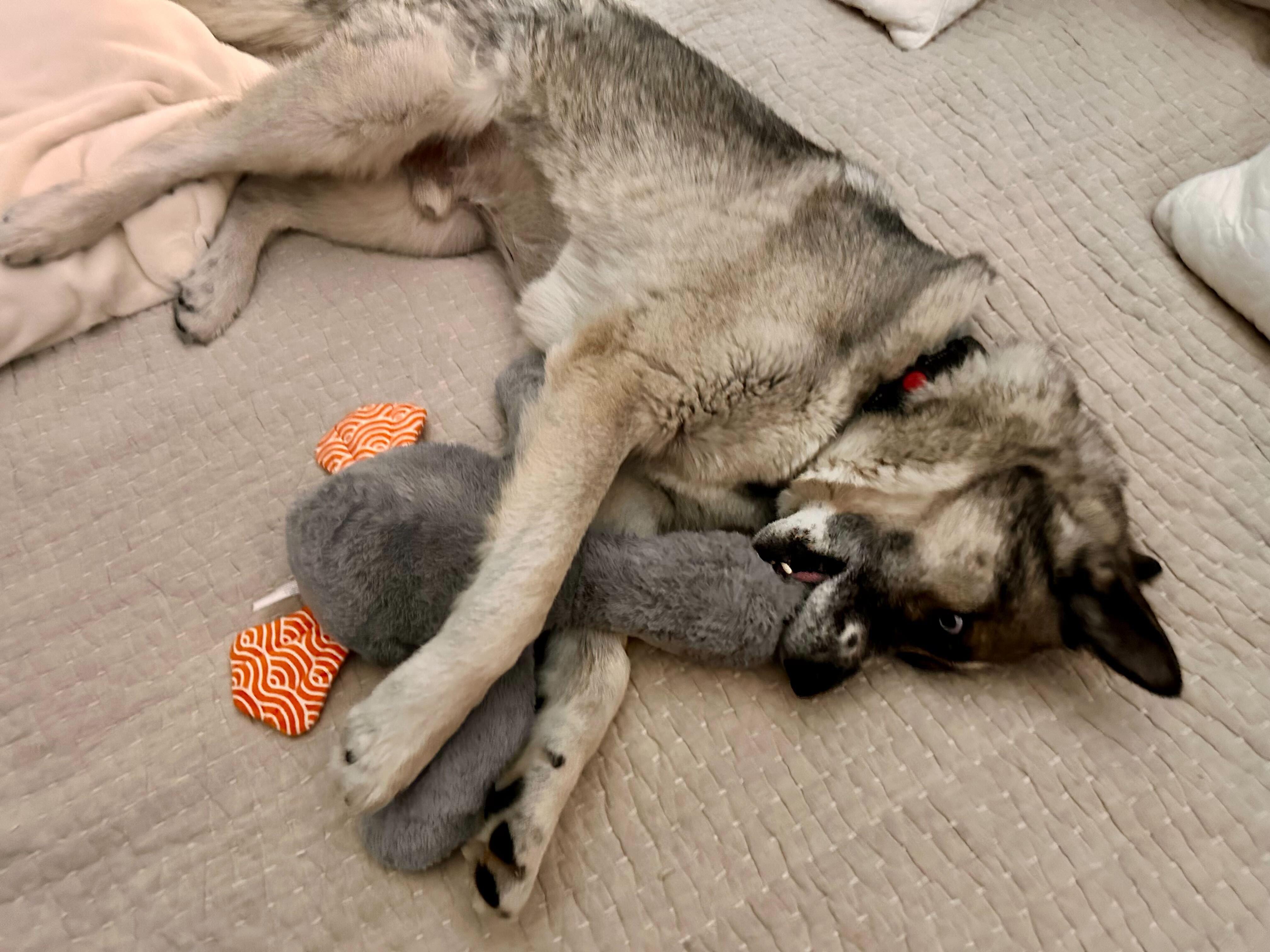 Enlarge Moose, a Adoptable mixed breed in Cottonwood Heights, UT image 5/6