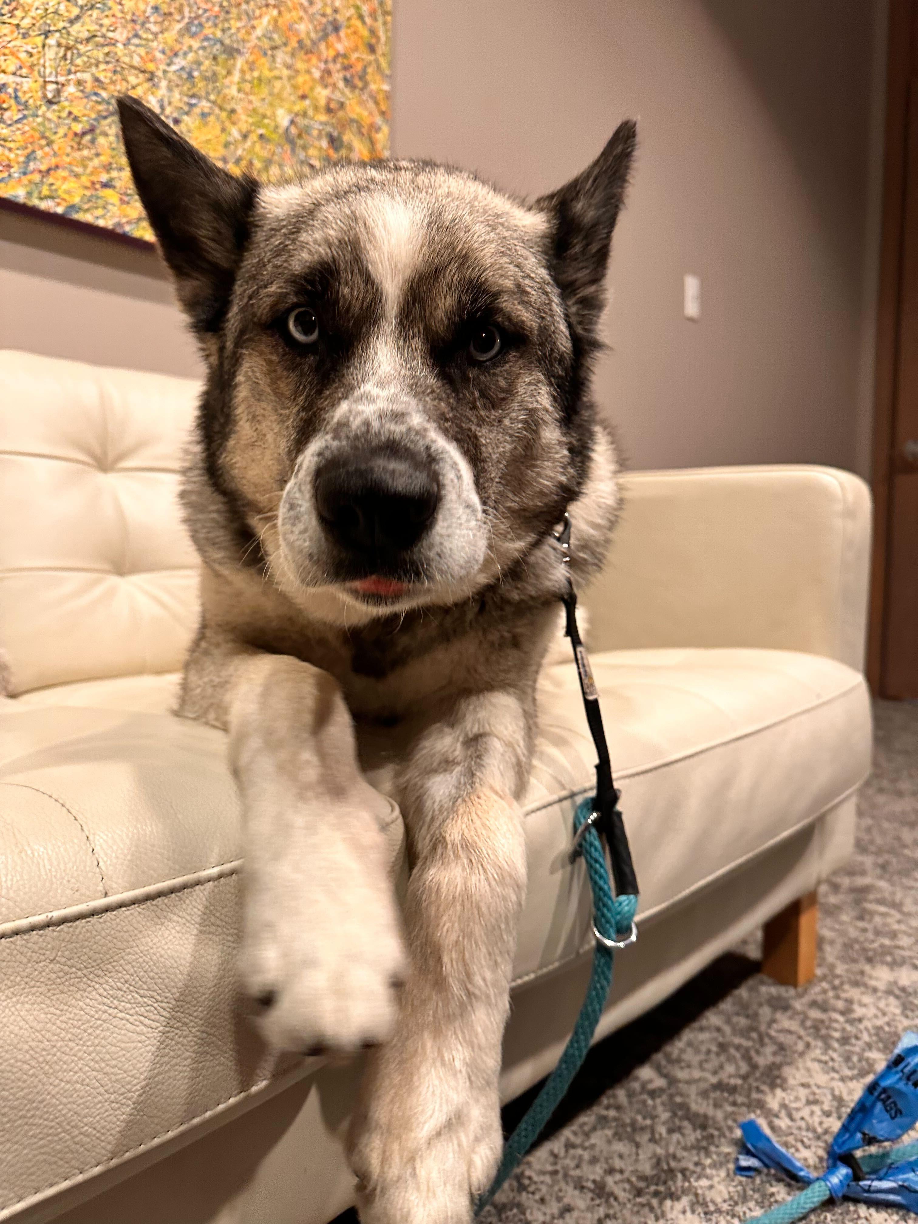 Enlarge Moose, a Adoptable mixed breed in Cottonwood Heights, UT image 6/6