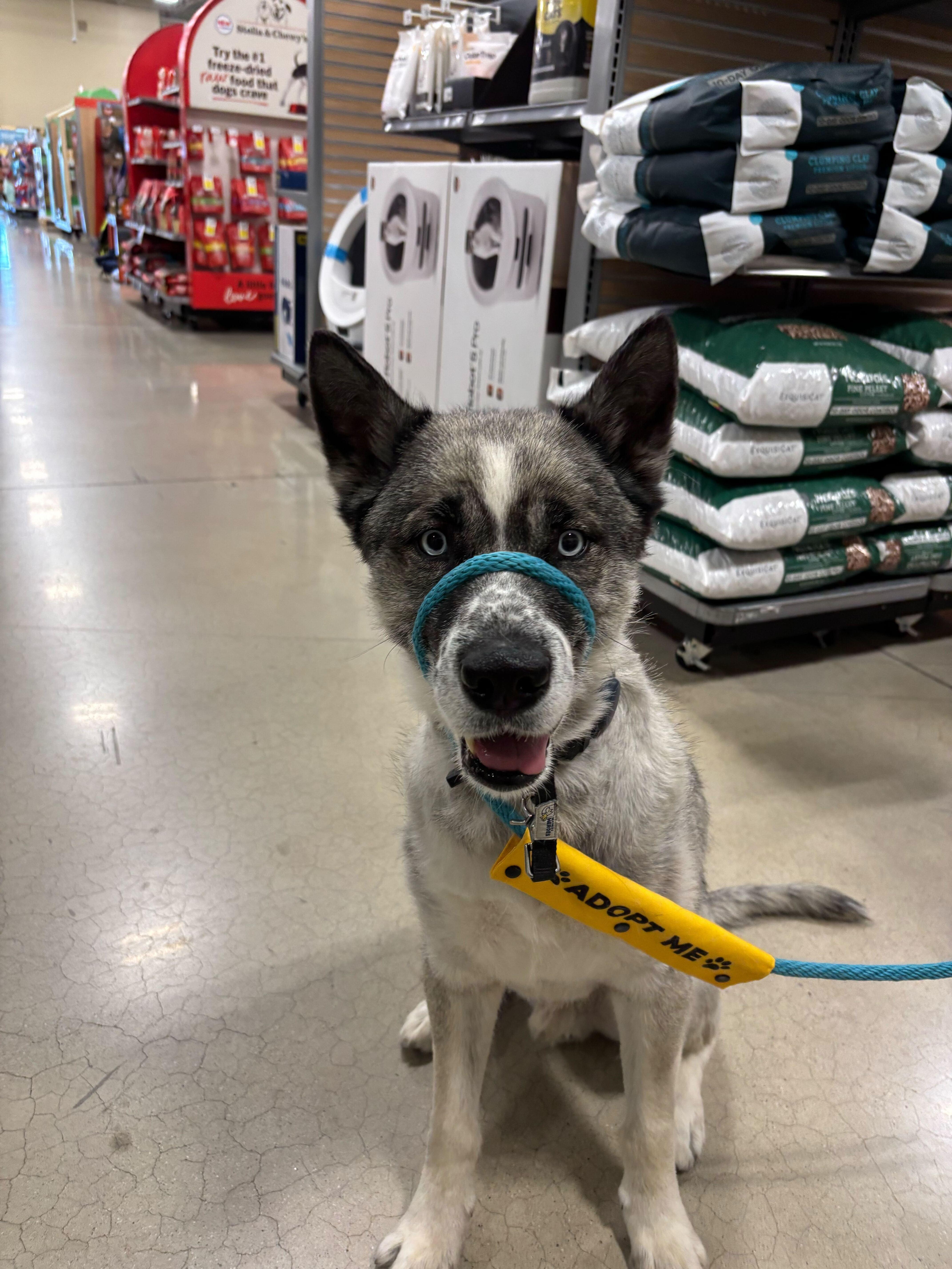 Enlarge Moose, a Adoptable mixed breed in Cottonwood Heights, UT image 6/6