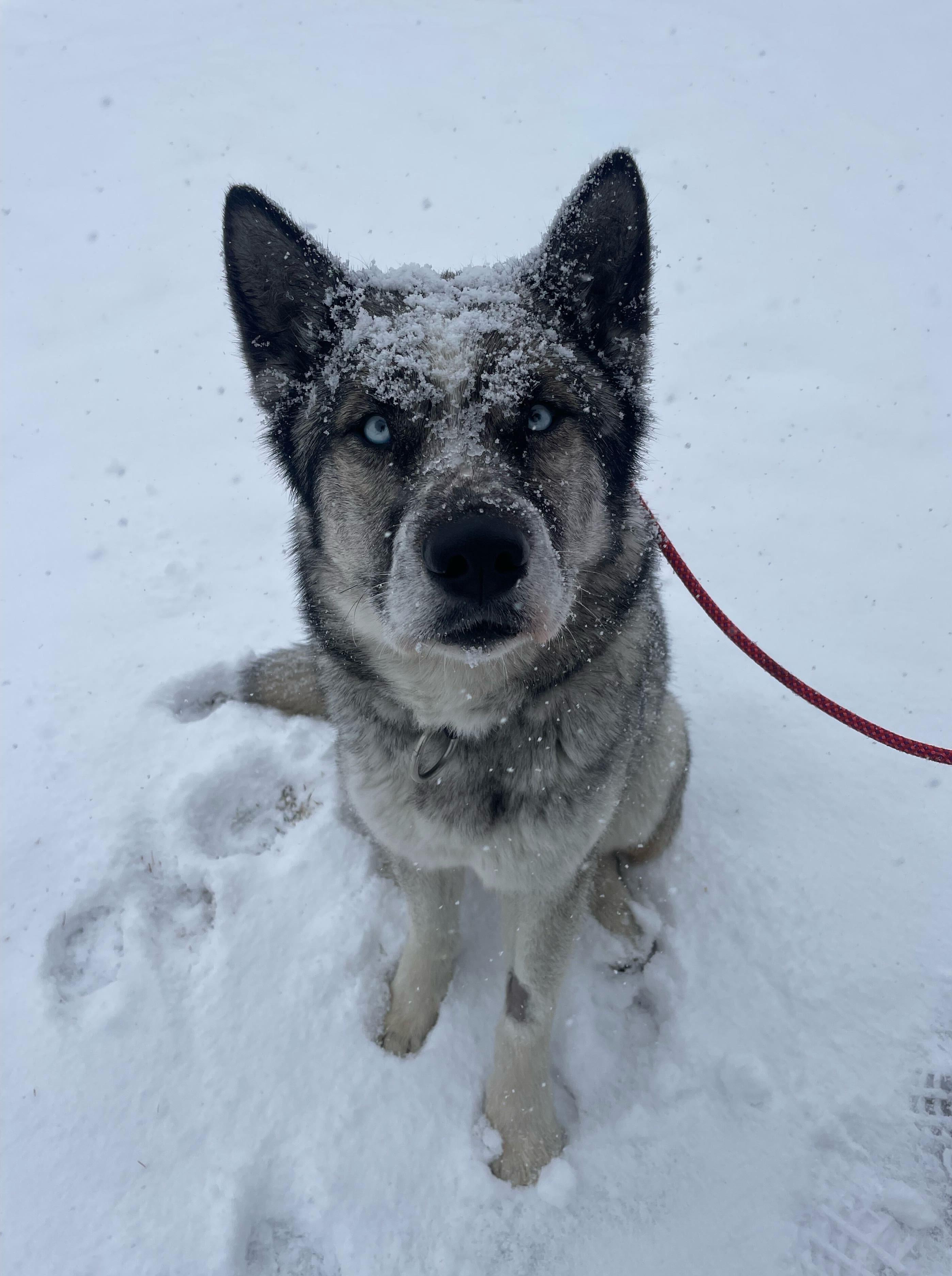 Enlarge Moose, a Adoptable mixed breed in Cottonwood Heights, UT image 5/6