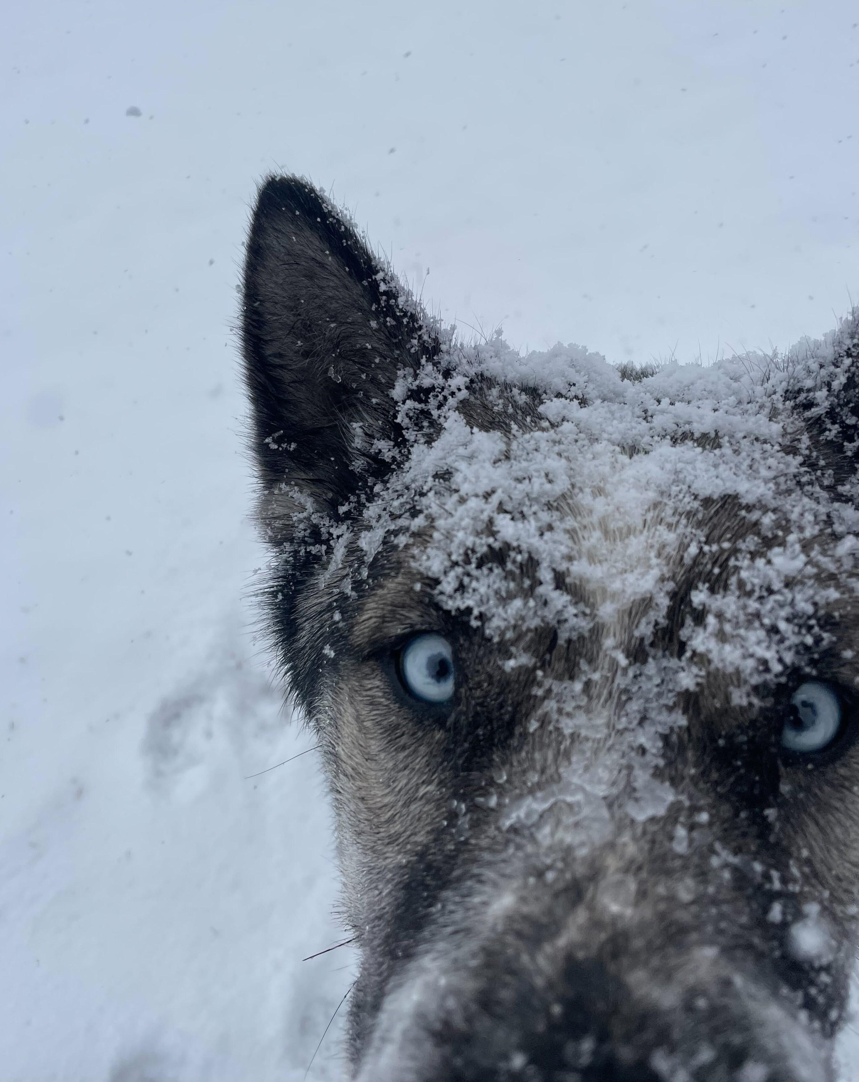 Enlarge Moose, a Adoptable mixed breed in Cottonwood Heights, UT image 6/6