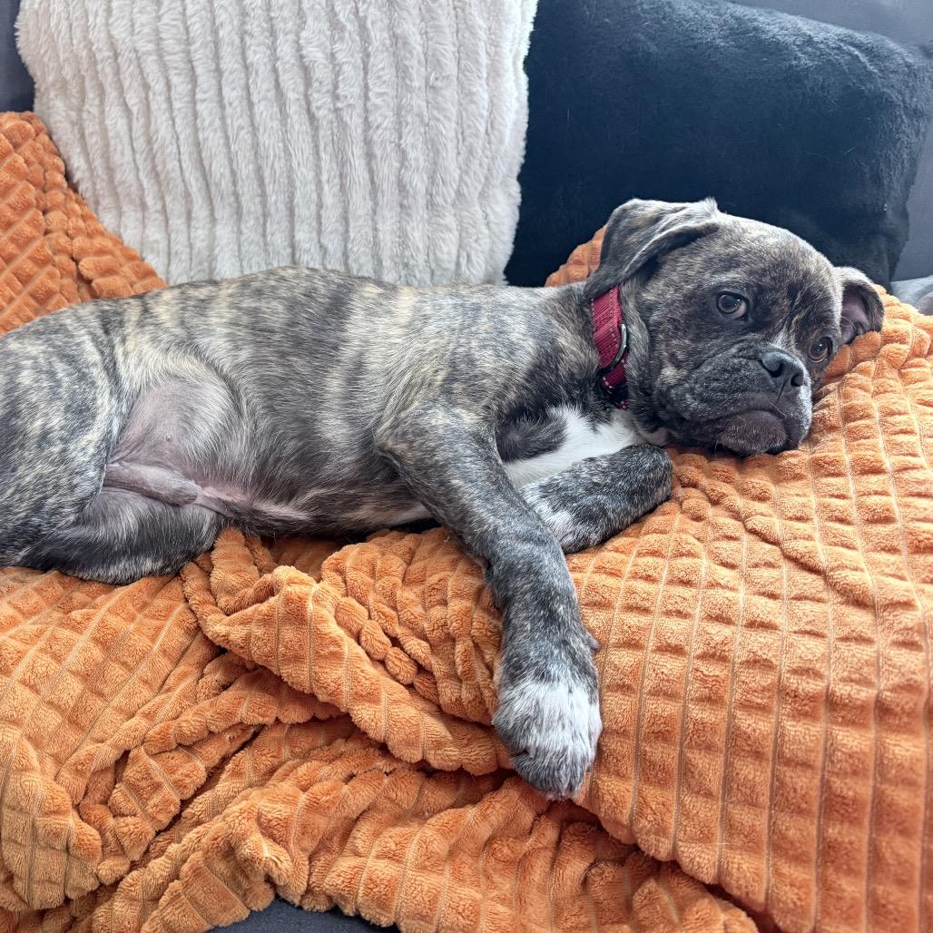 Reeses PB Cup, Adoptable, Puppy Male Boxer & Mixed Breed.