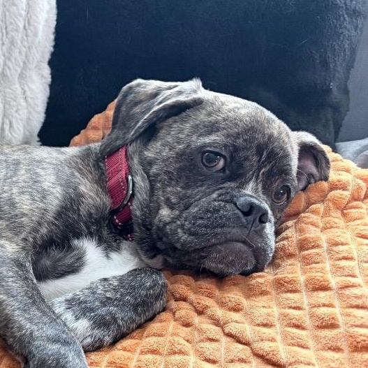 Reeses PB Cup, a Adoptable mixed breed in Grand Rapids, MN image 1/5