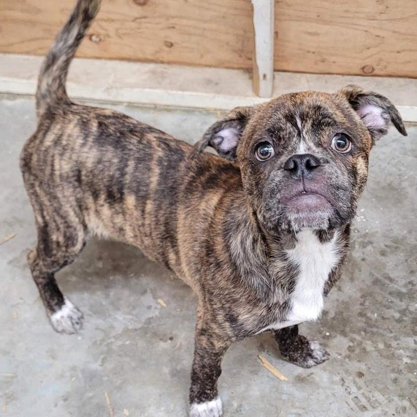 Reeses PB Cup, a Adoptable mixed breed in Grand Rapids, MN image 2/5