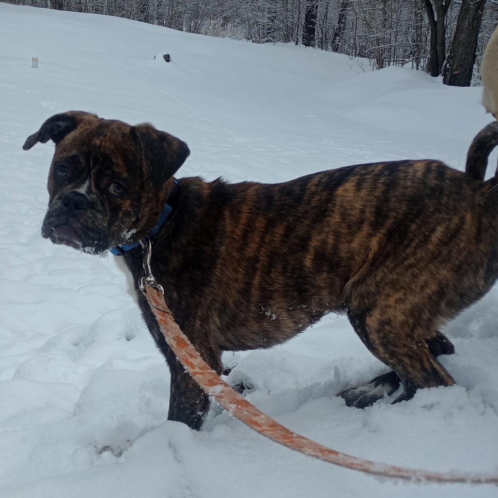 Reeses PB Cup, a Adoptable mixed breed in Grand Rapids, MN image 3/5