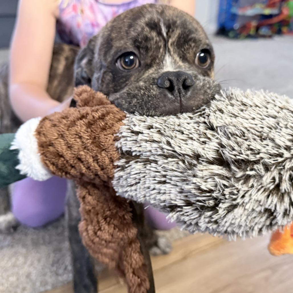 Reeses PB Cup, a Adoptable mixed breed in Grand Rapids, MN image 4/5