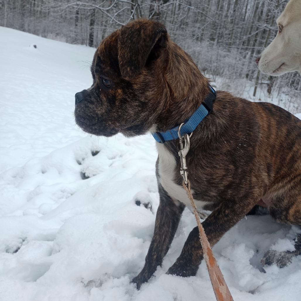 Reeses PB Cup, a Adoptable mixed breed in Grand Rapids, MN image 5/5