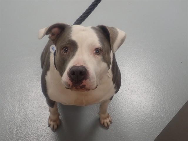 PHOEBE, Adoptable, Adult Female Pit Bull Terrier.