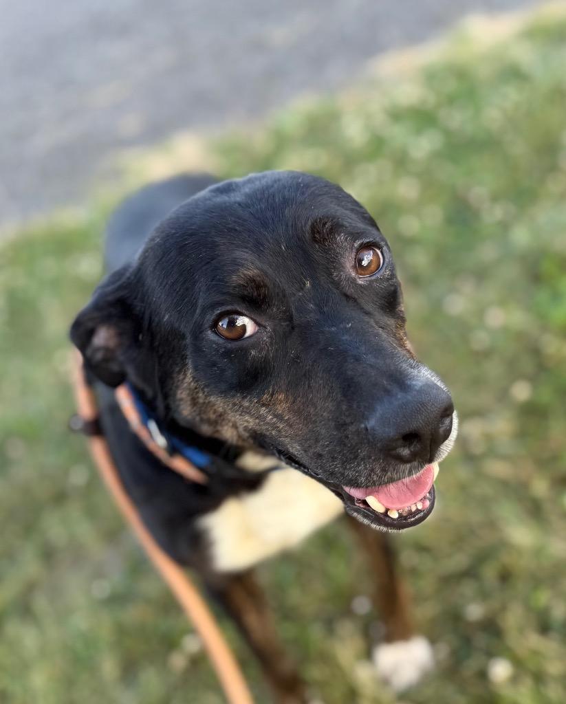 Mando, Adoptable, Adult Male Mixed Breed.