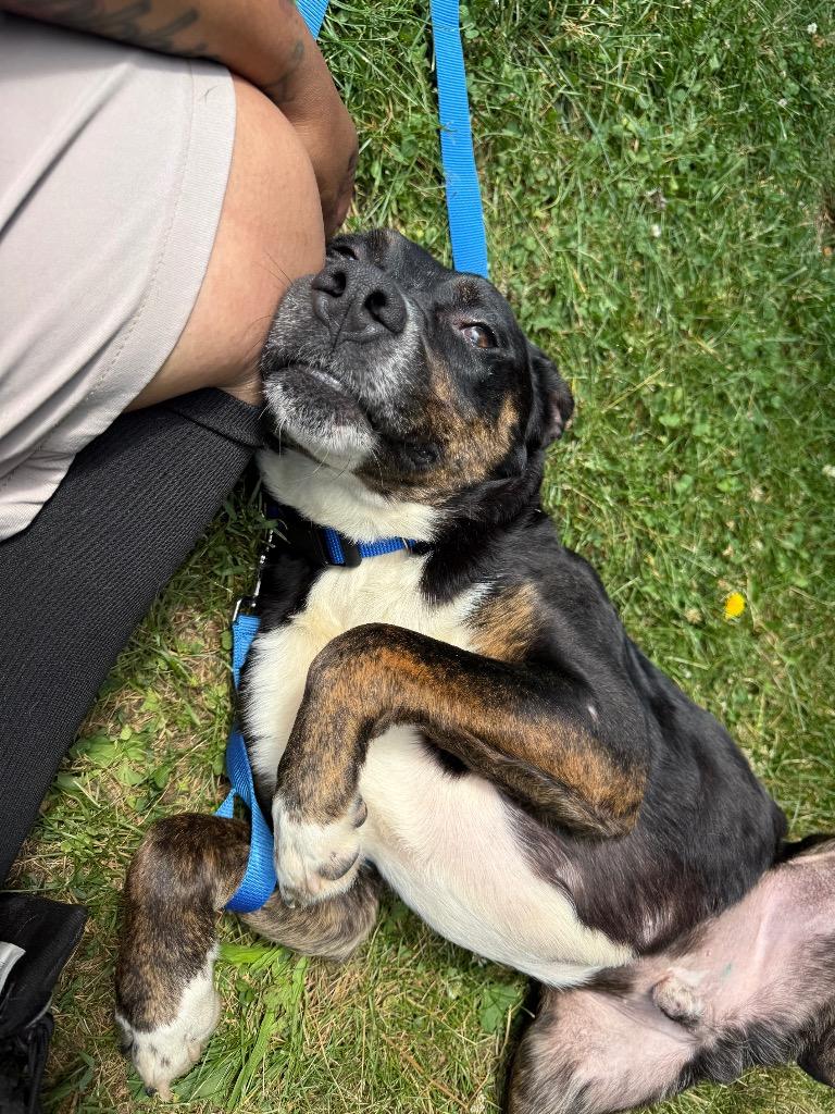 Mando, a Adoptable mixed breed in Hyde Park, NY image 2/3