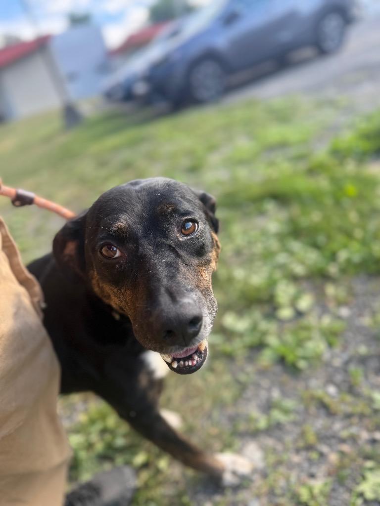 Mando, a Adoptable mixed breed in Hyde Park, NY image 3/3