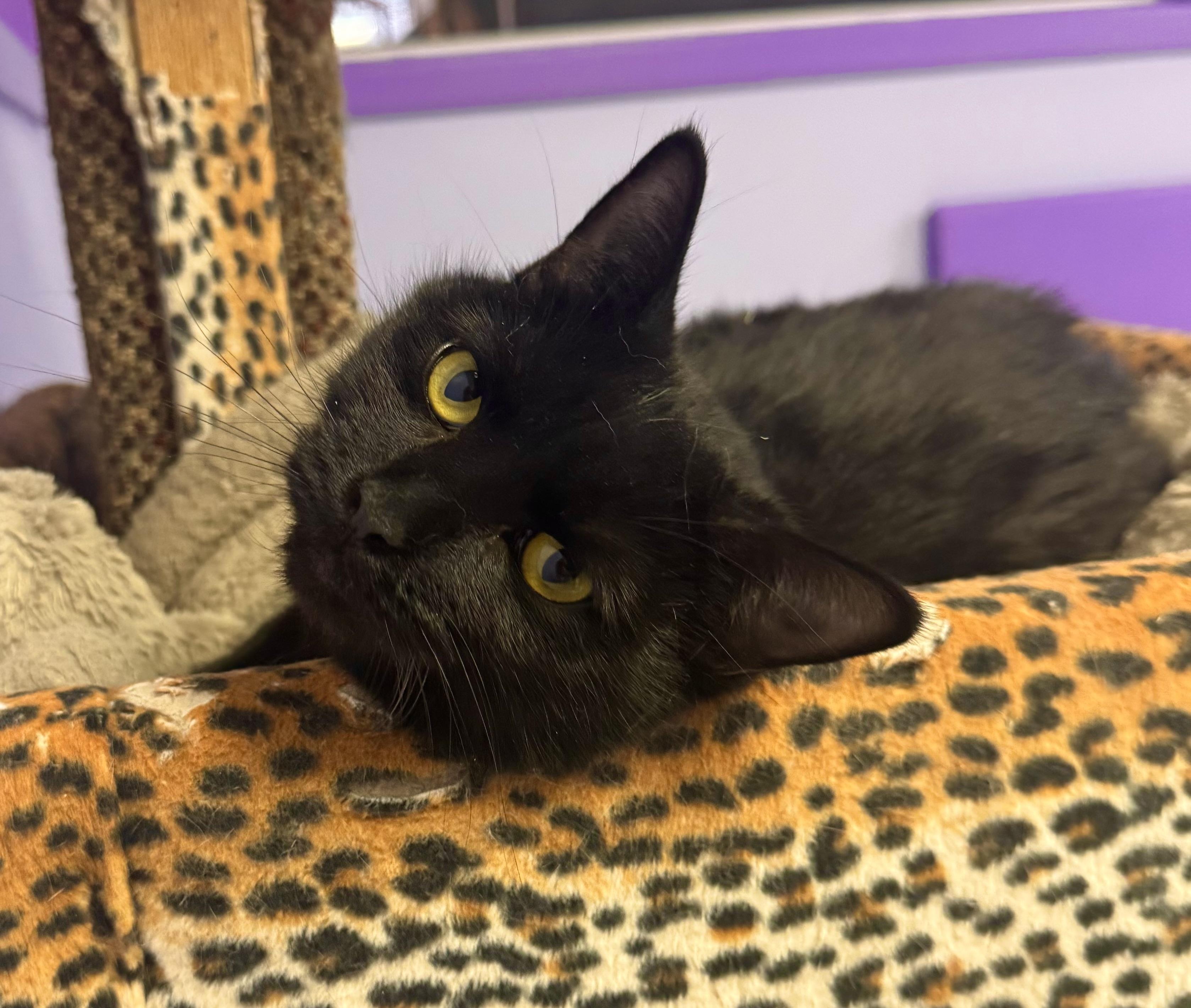 Bordeaux, a Adoptable Domestic Short Hair in Richboro, PA image 1/2