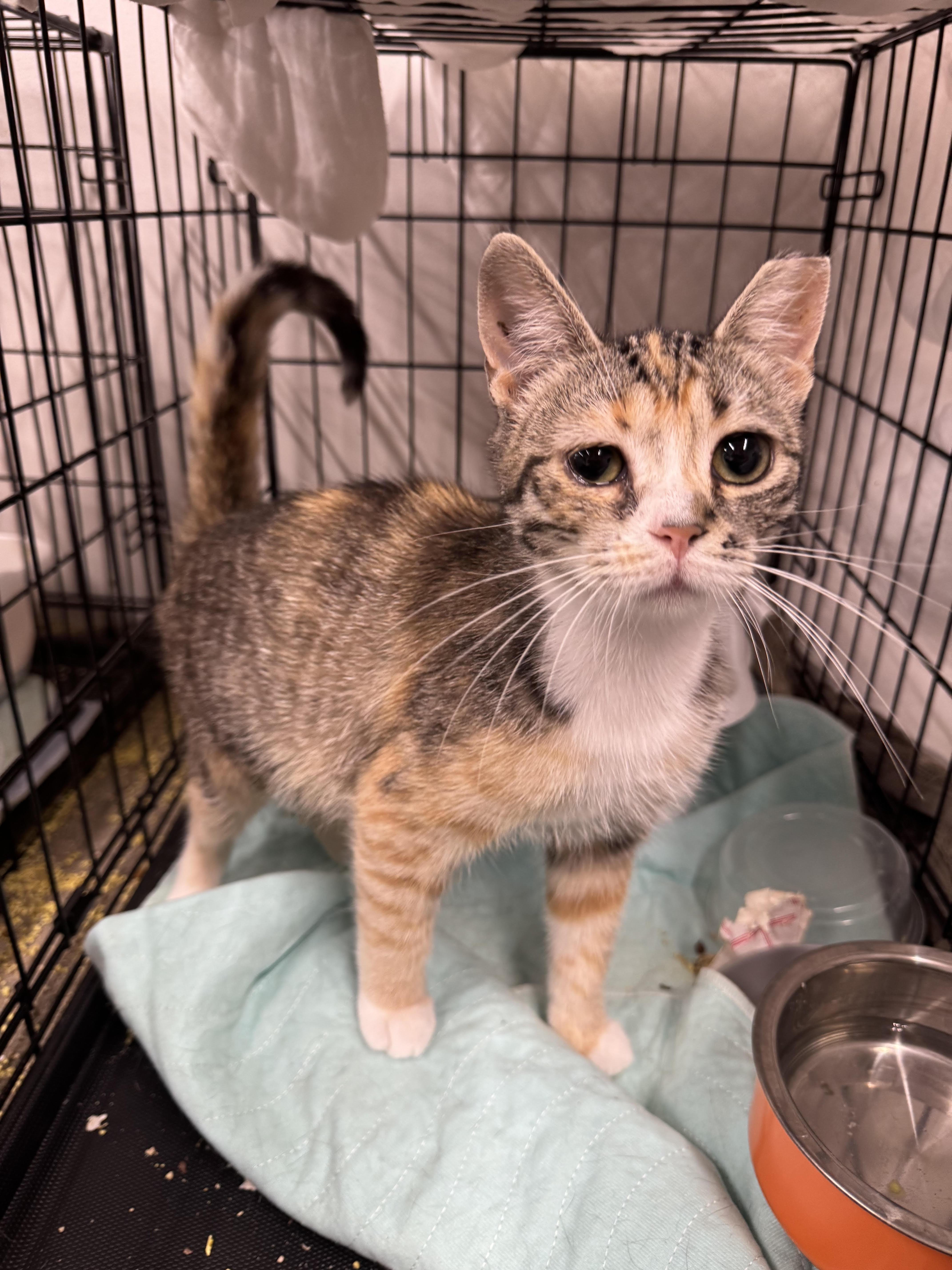 Ophelia, a Adoptable Domestic Short Hair in Levittown, PA image 6/6