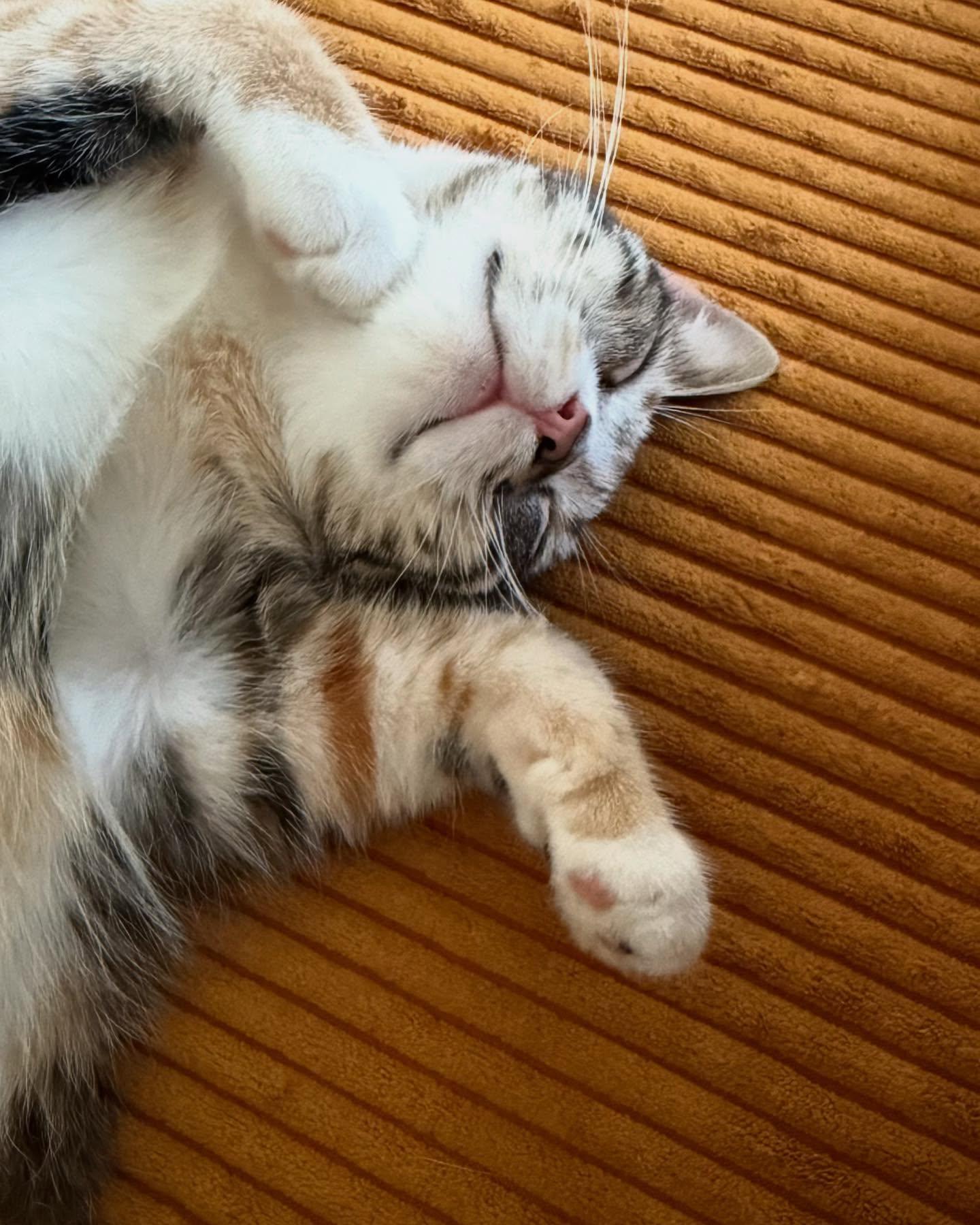 Ophelia, a Adoptable Domestic Short Hair in Levittown, PA image 1/6