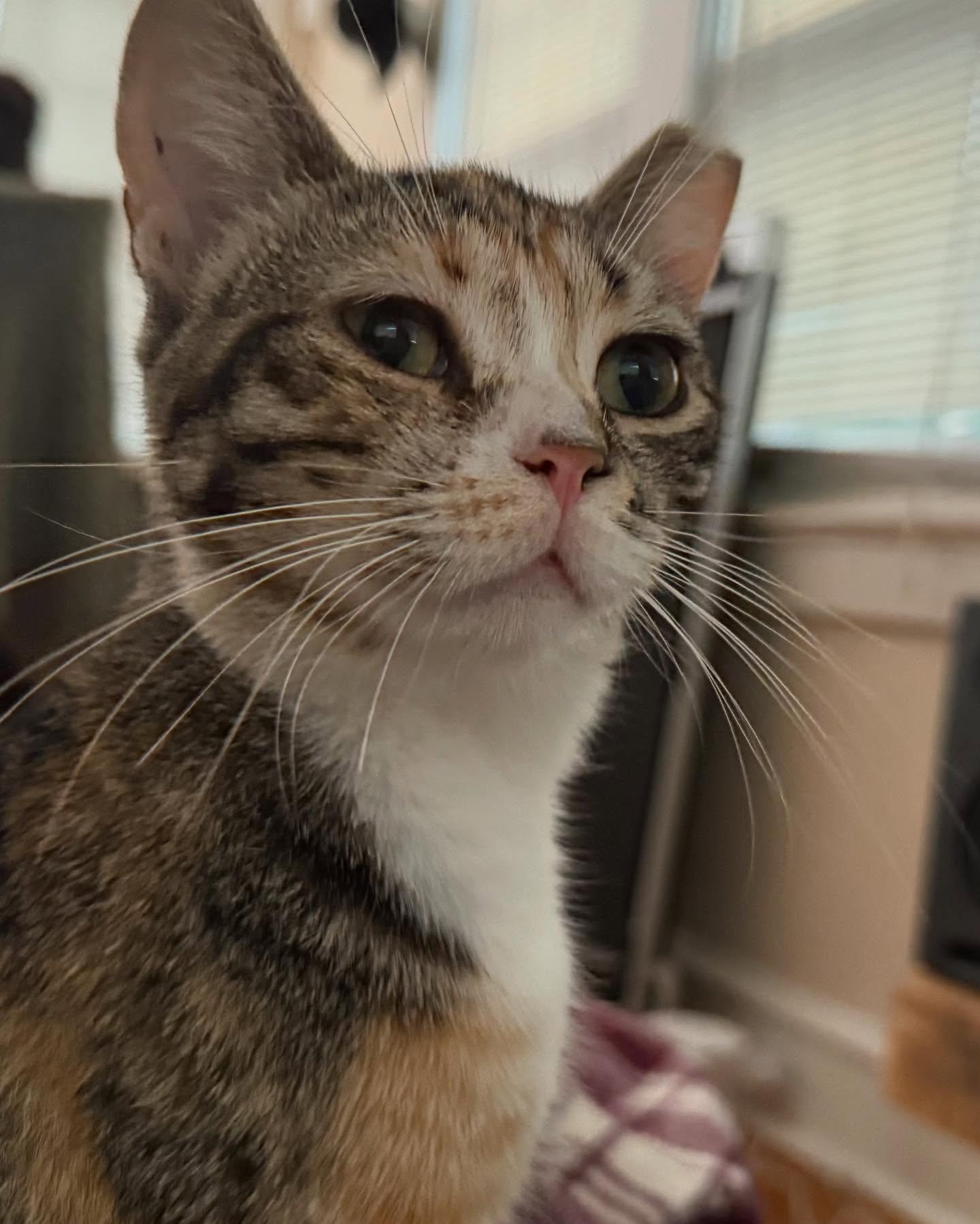 Ophelia, a Adoptable Domestic Short Hair in Levittown, PA image 2/6