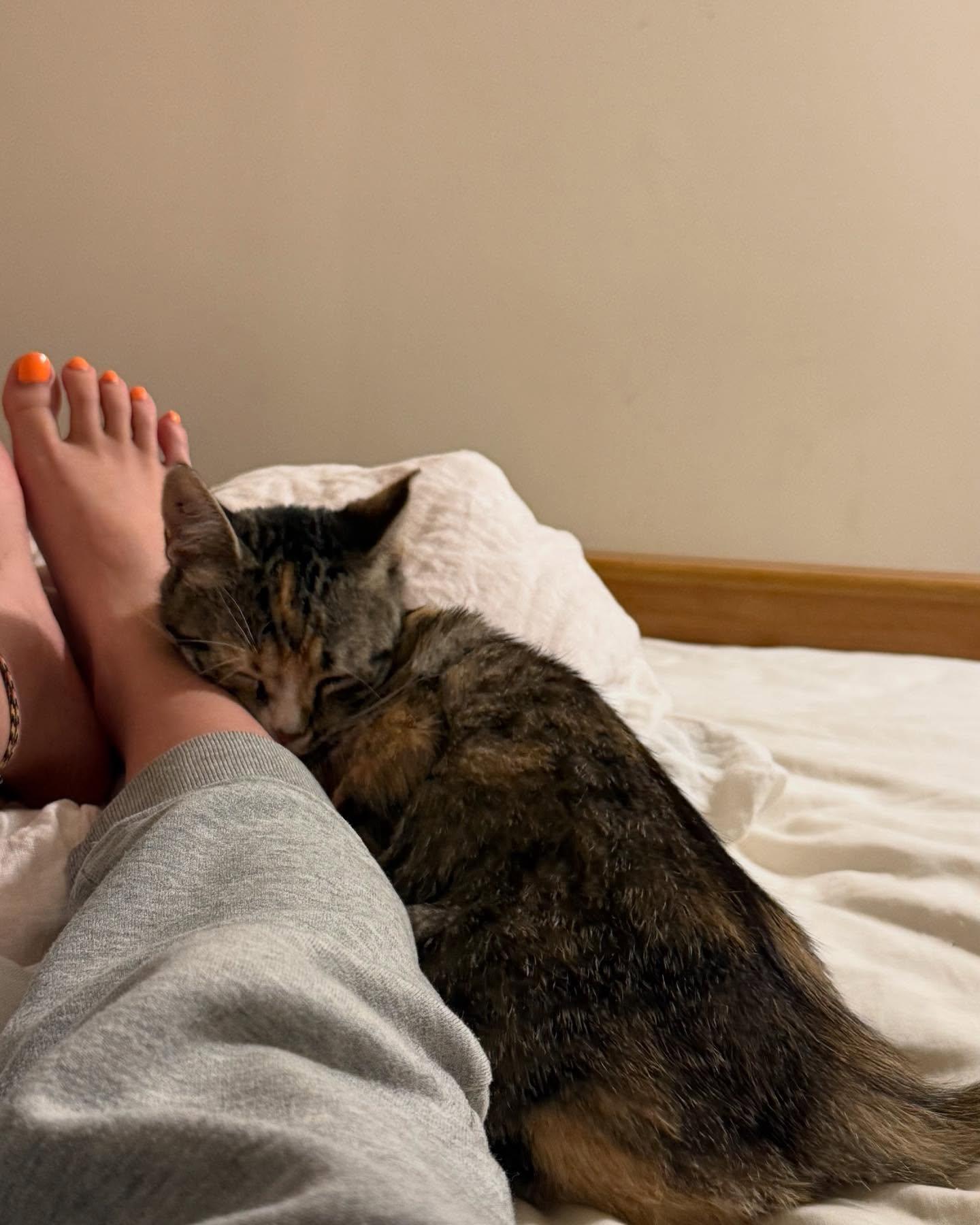 Ophelia, a Adoptable Domestic Short Hair in Levittown, PA image 3/6