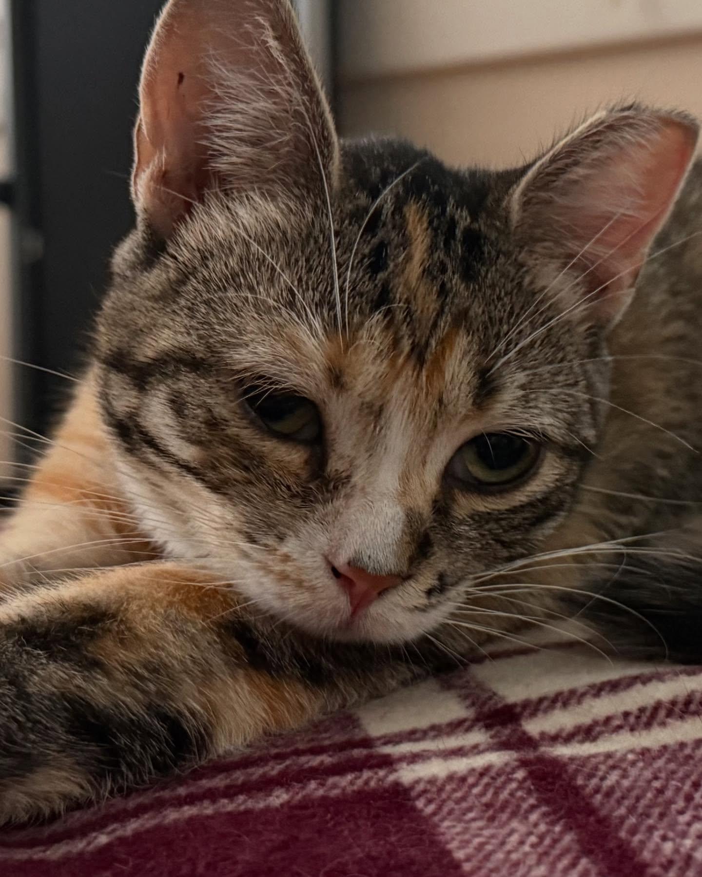 Ophelia, a Adoptable Domestic Short Hair in Levittown, PA image 4/6