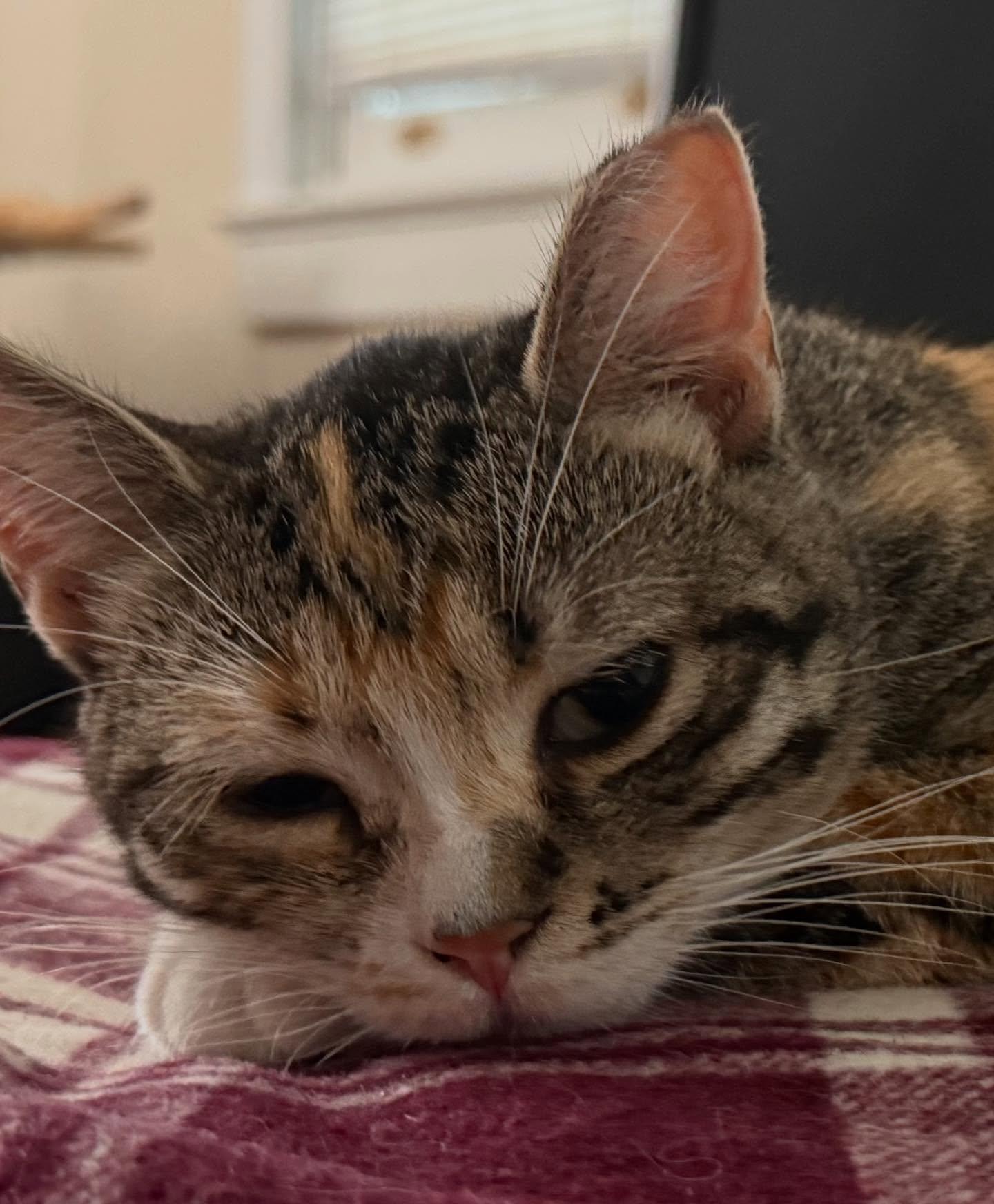 Ophelia, a Adoptable Domestic Short Hair in Levittown, PA image 5/6