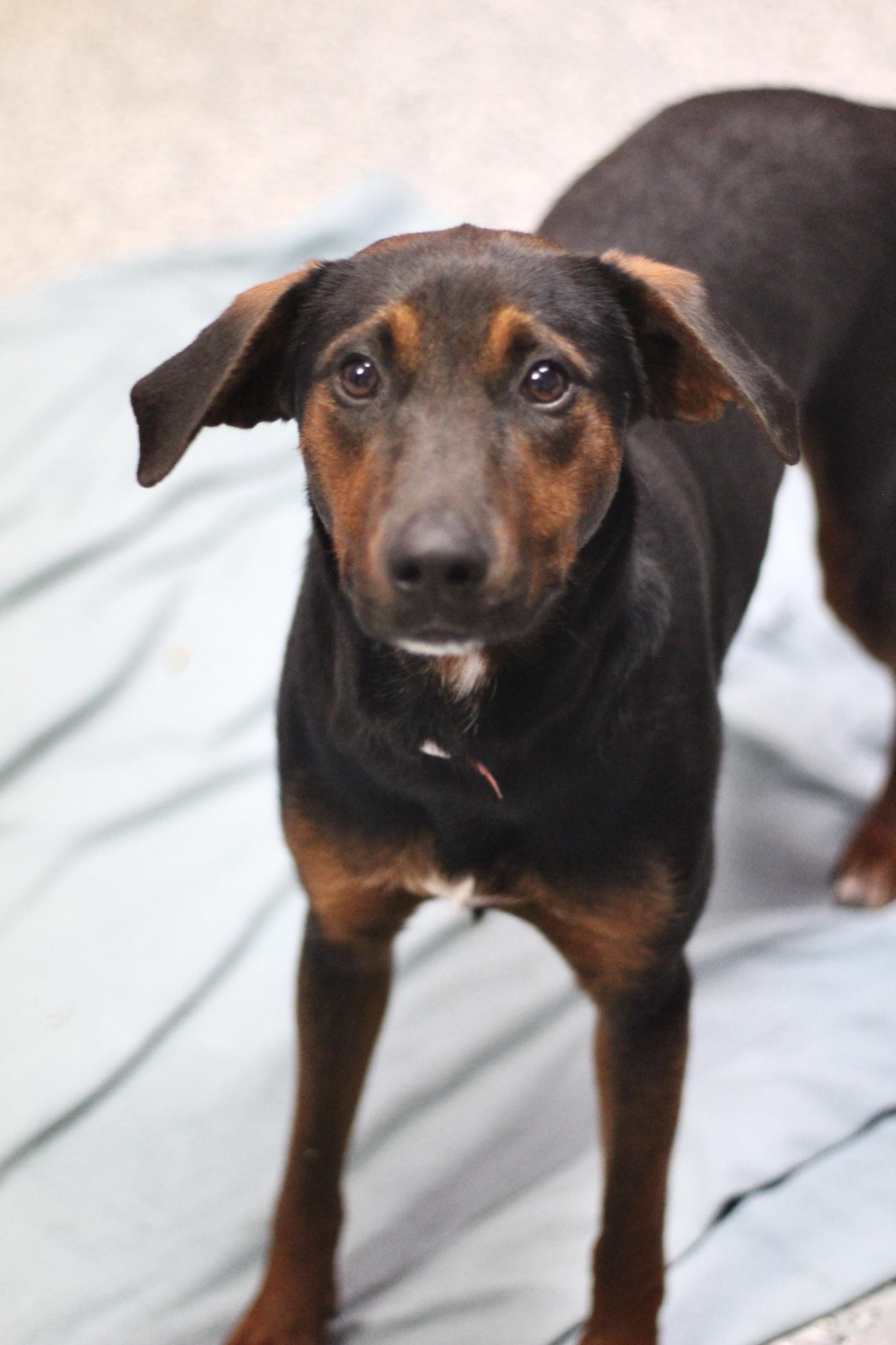 Enlarge Maddie in NH! Come Meet our Adoptable Dogs Wednesday-Saturday. More info in Bio!, a ADOPTABLE mixed breed in Manchester, NH image 1/1