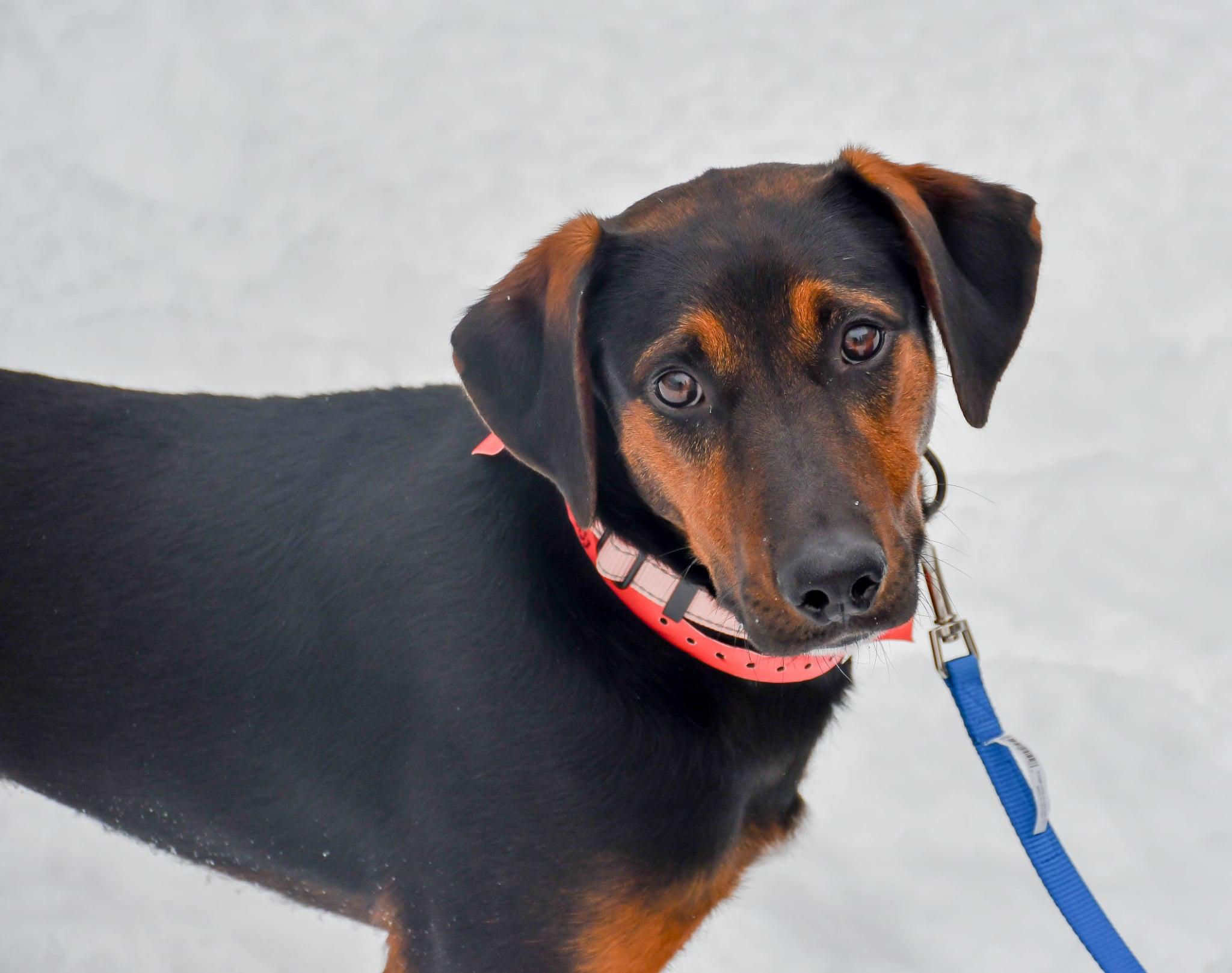Maddie in NH! Come Meet our Adoptable Dogs Wednesday-Saturday. More info in Bio!, ADOPTABLE, Adult Female Hound.