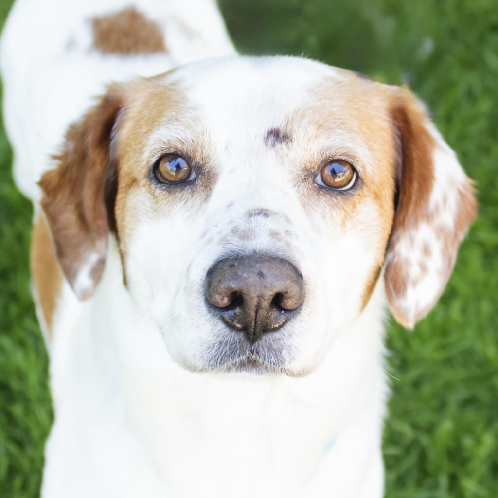Enlarge Lucky Charms, a Adoptable Mixed Breed in Middletown, RI image 1/3
