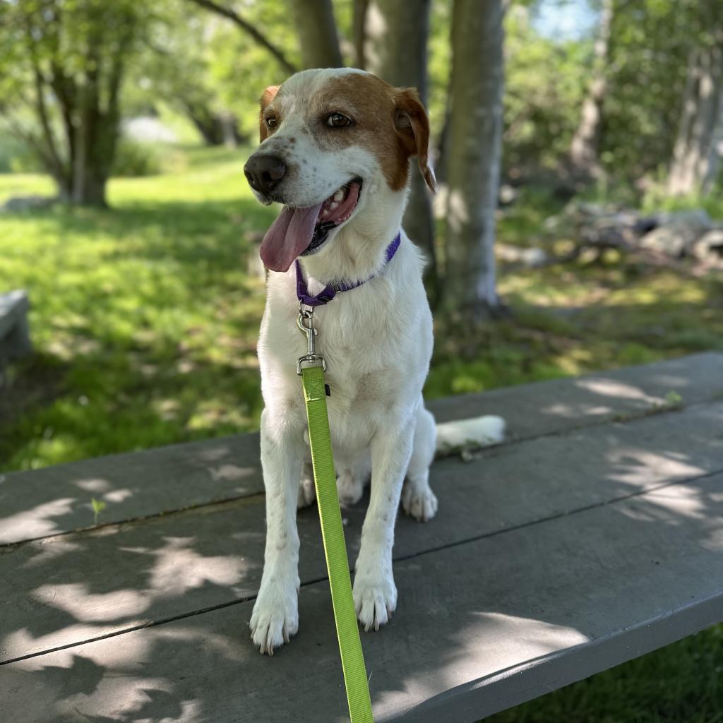 Enlarge Lucky Charms, a Adoptable Mixed Breed in Middletown, RI image 2/3