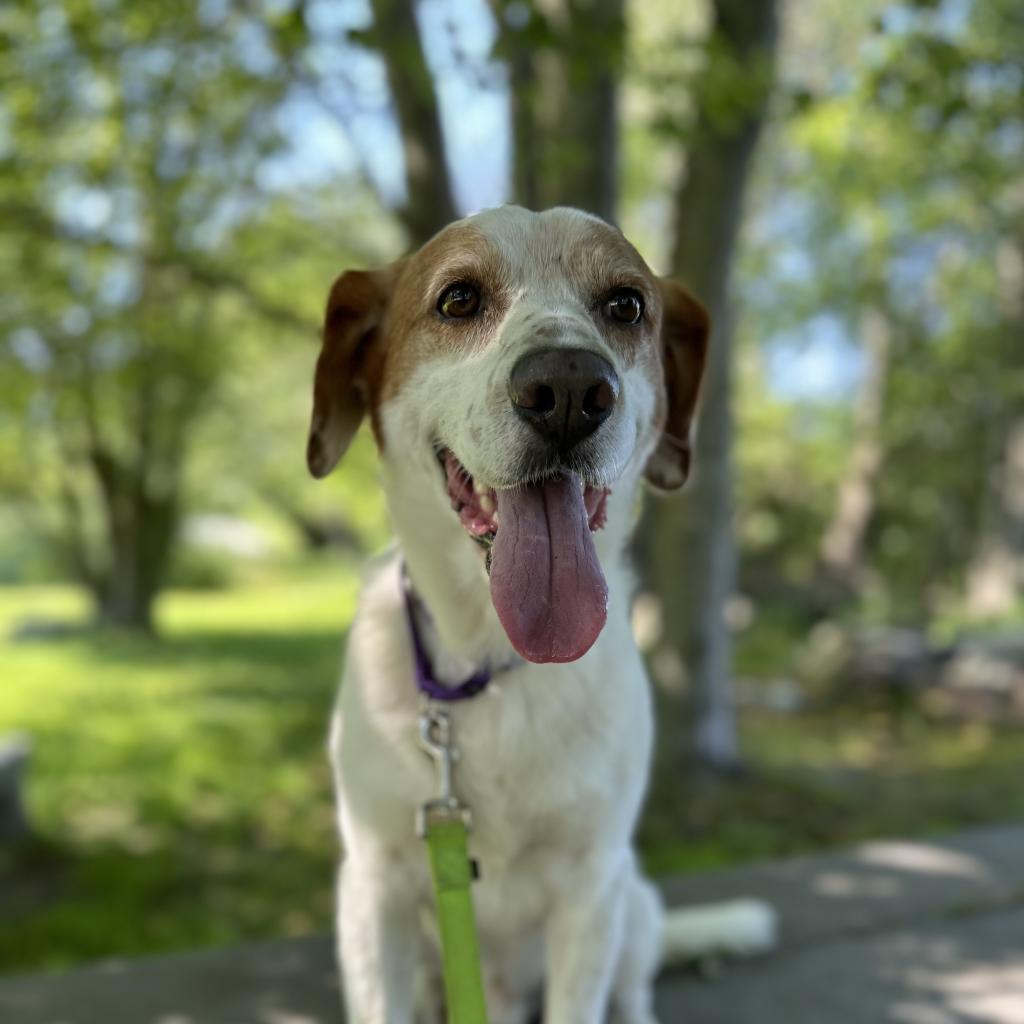 Enlarge Lucky Charms, a Adoptable Mixed Breed in Middletown, RI image 3/3