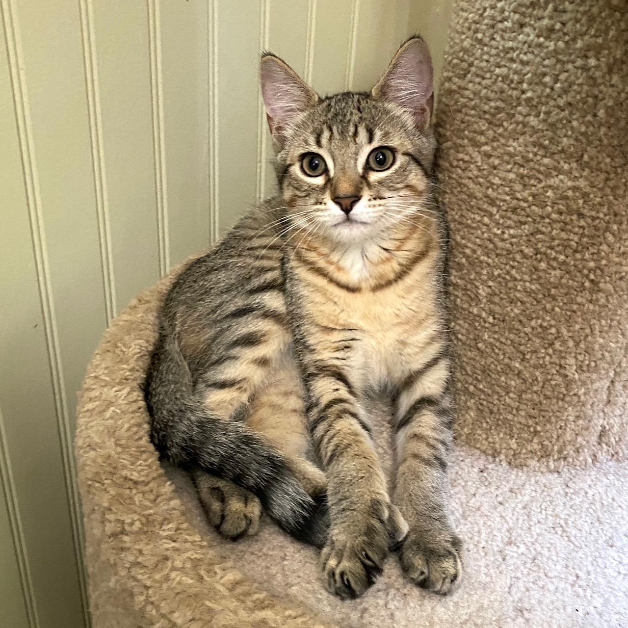 Linden, adopted, Kitten Male Tabby.