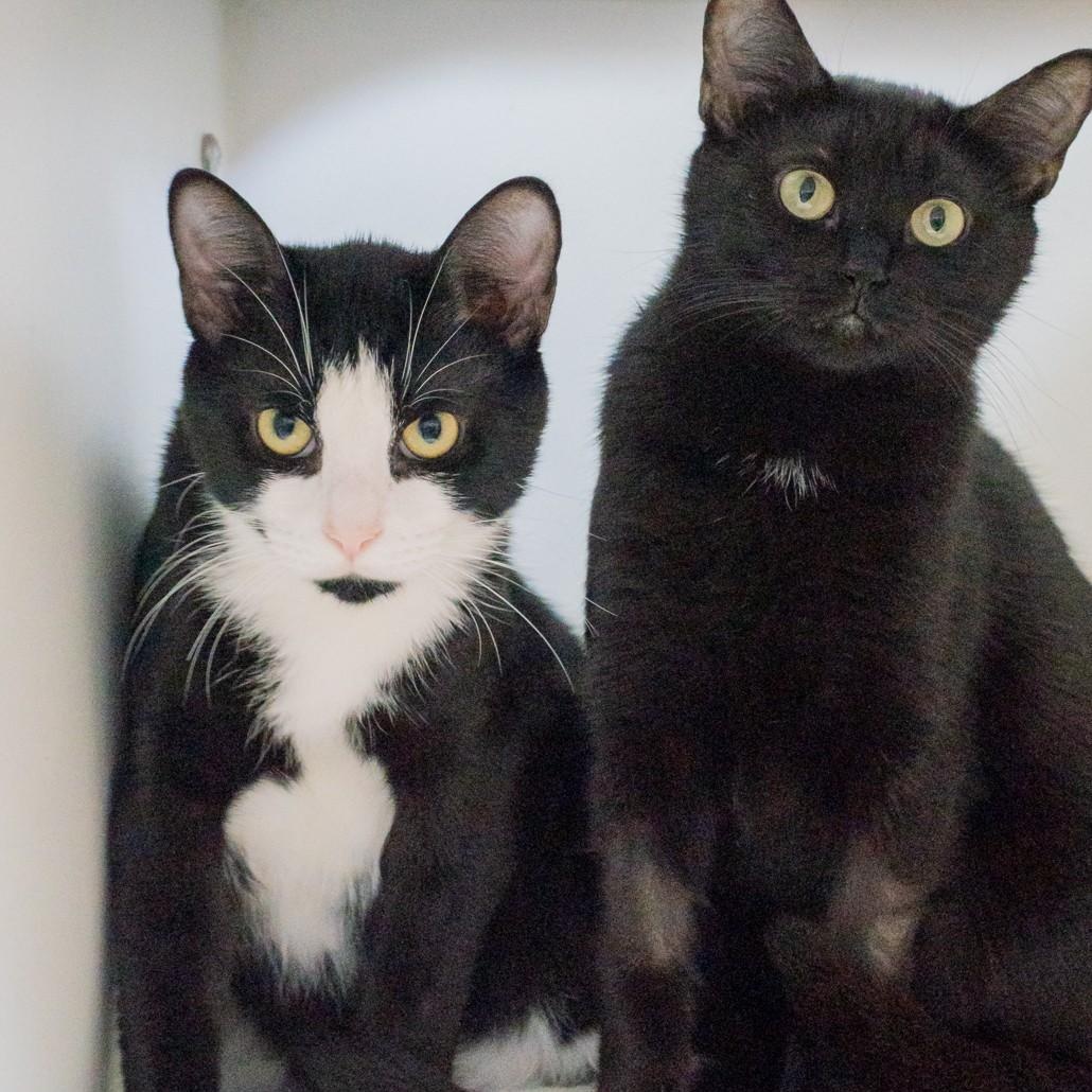 Photo of Cloak and Romper