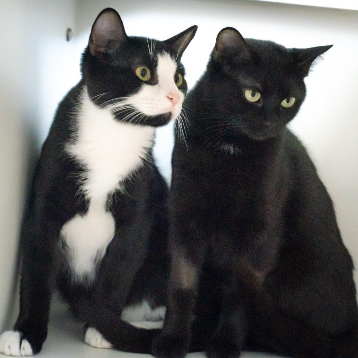 Photo of Cloak and Romper